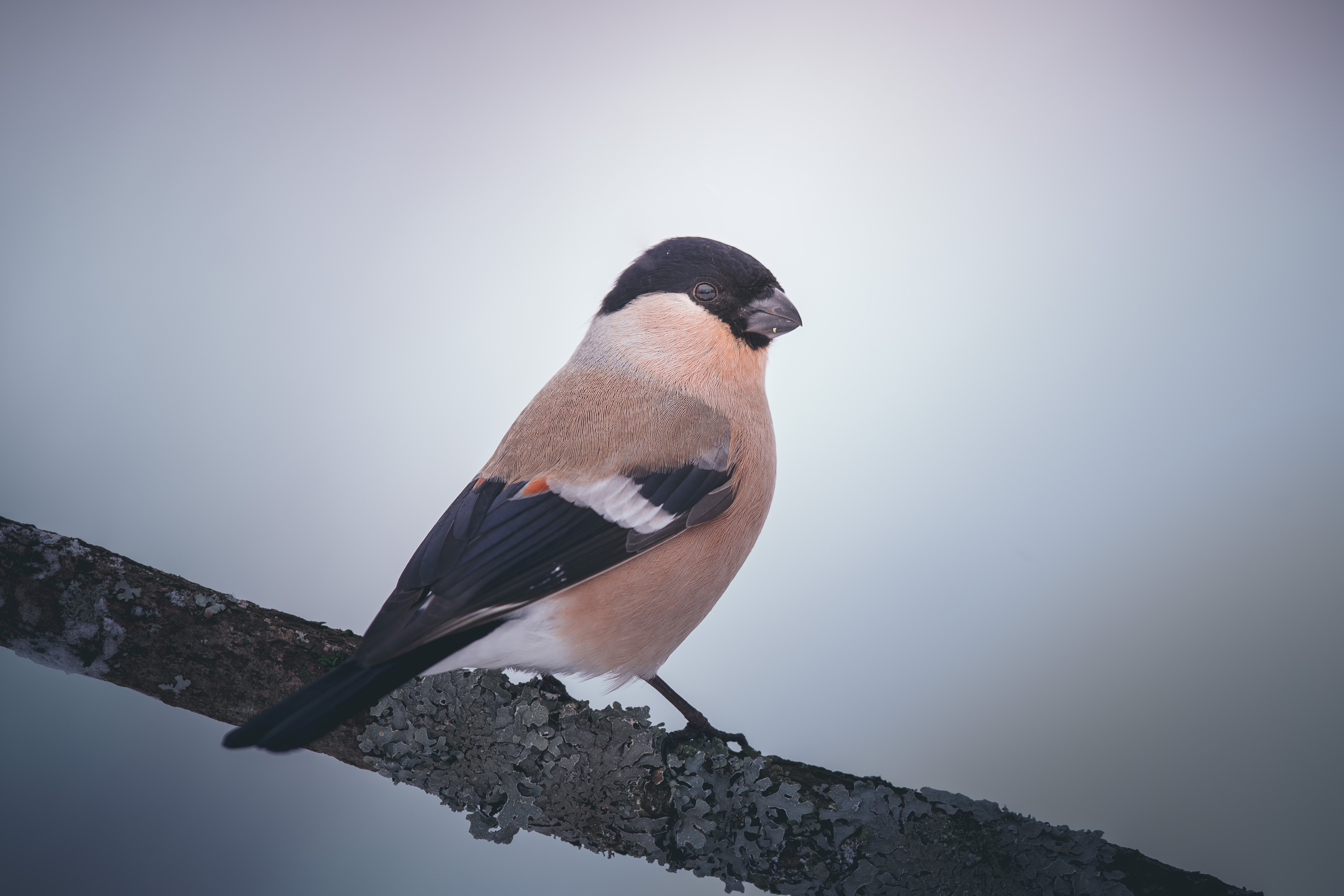 Bullfinch Wallpapers