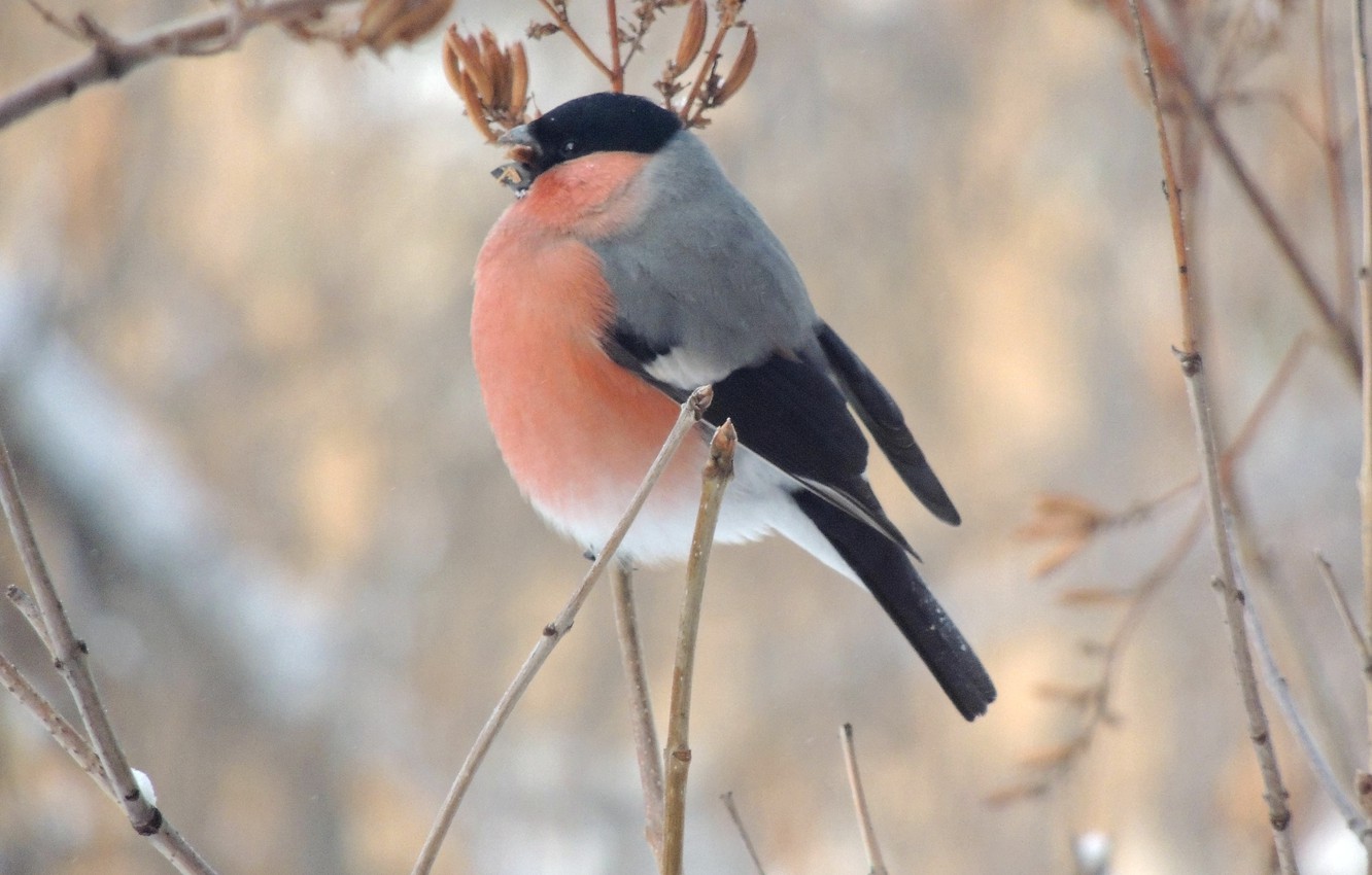 Bullfinch Wallpapers