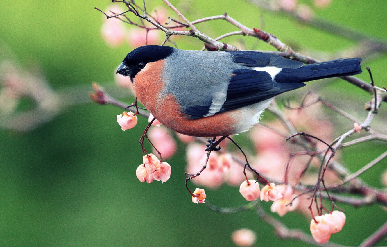 Bullfinch Wallpapers