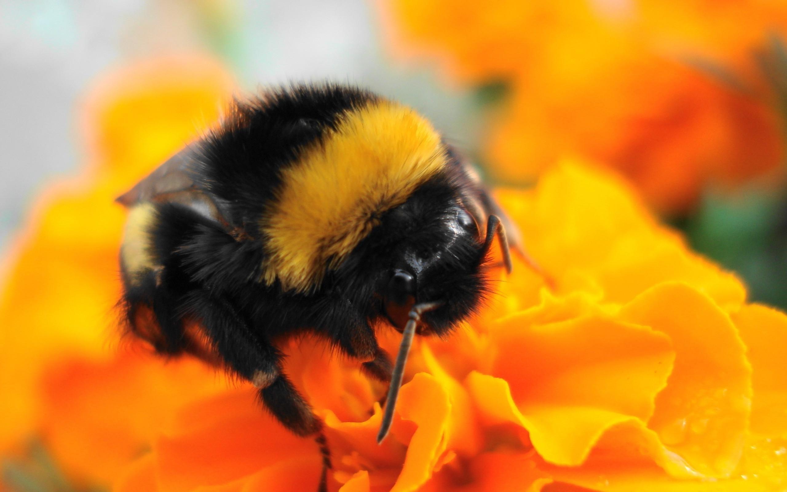 Bumblebee Insect Wallpapers