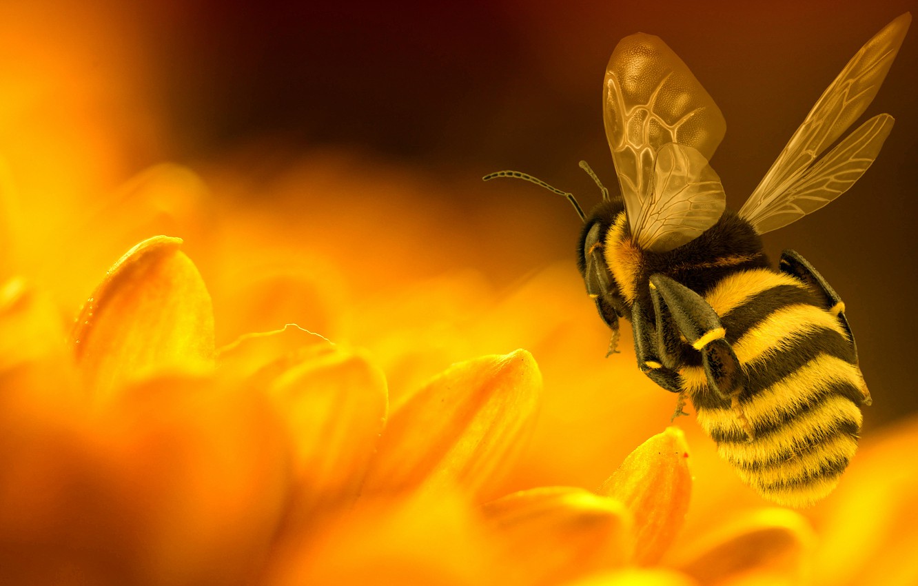 Bumblebee Insect Wallpapers