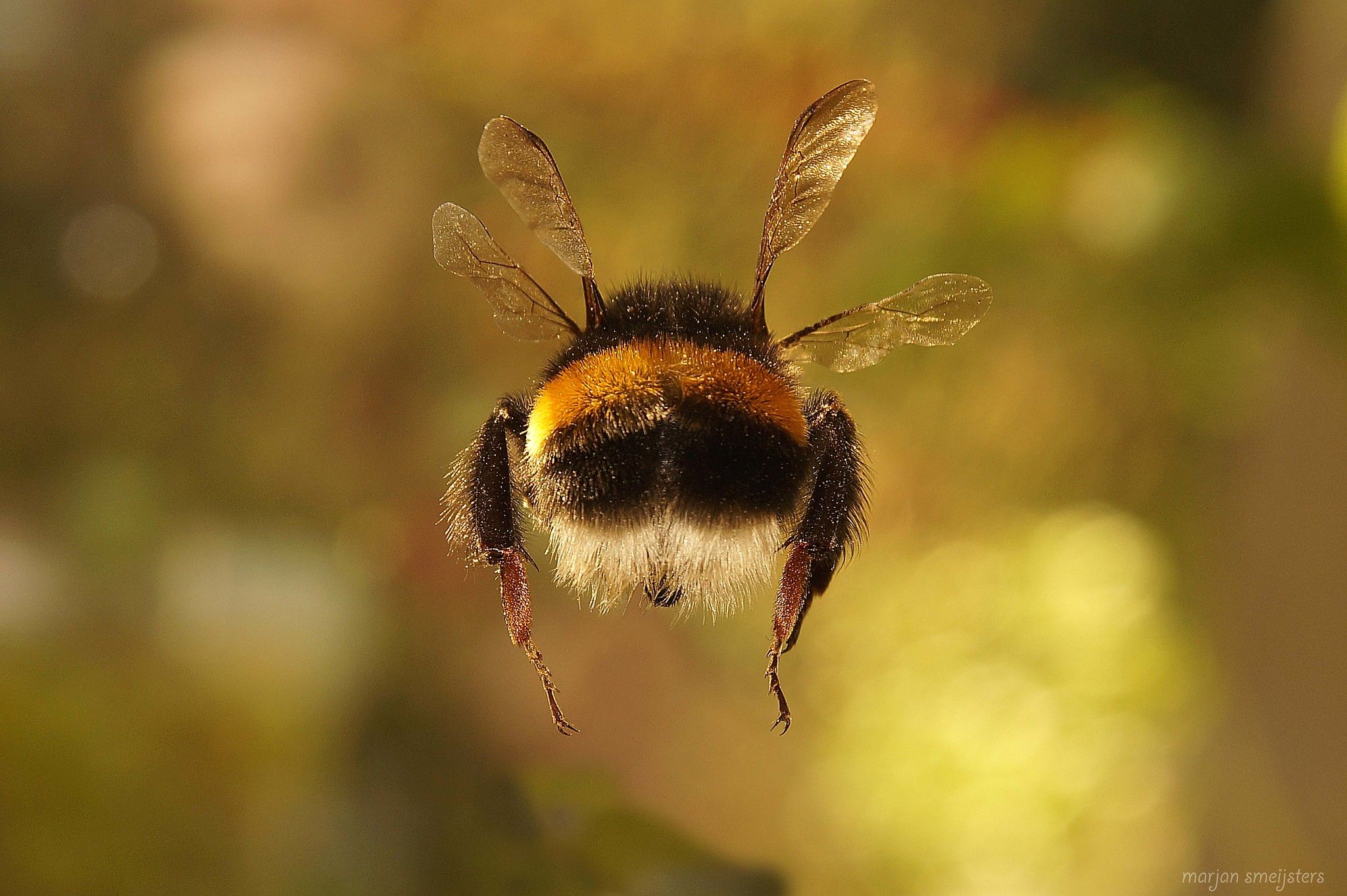 Bumblebee Insect Wallpapers