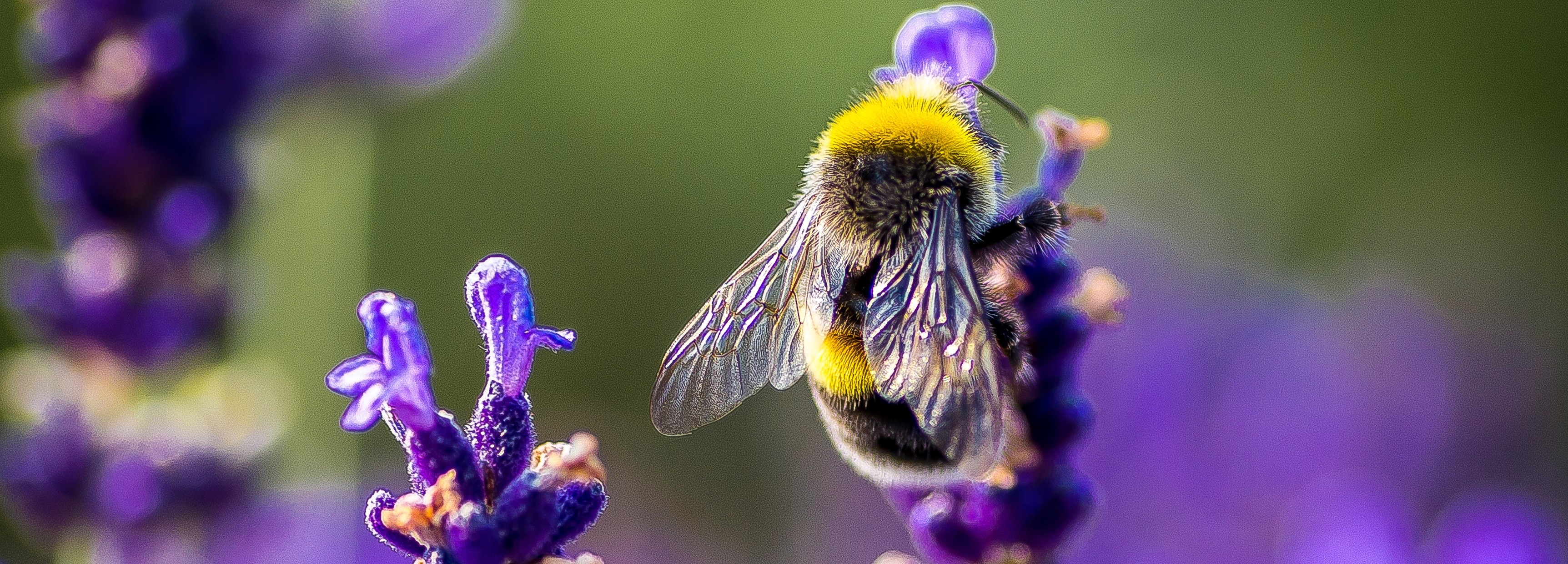 Bumblebee Insect Wallpapers