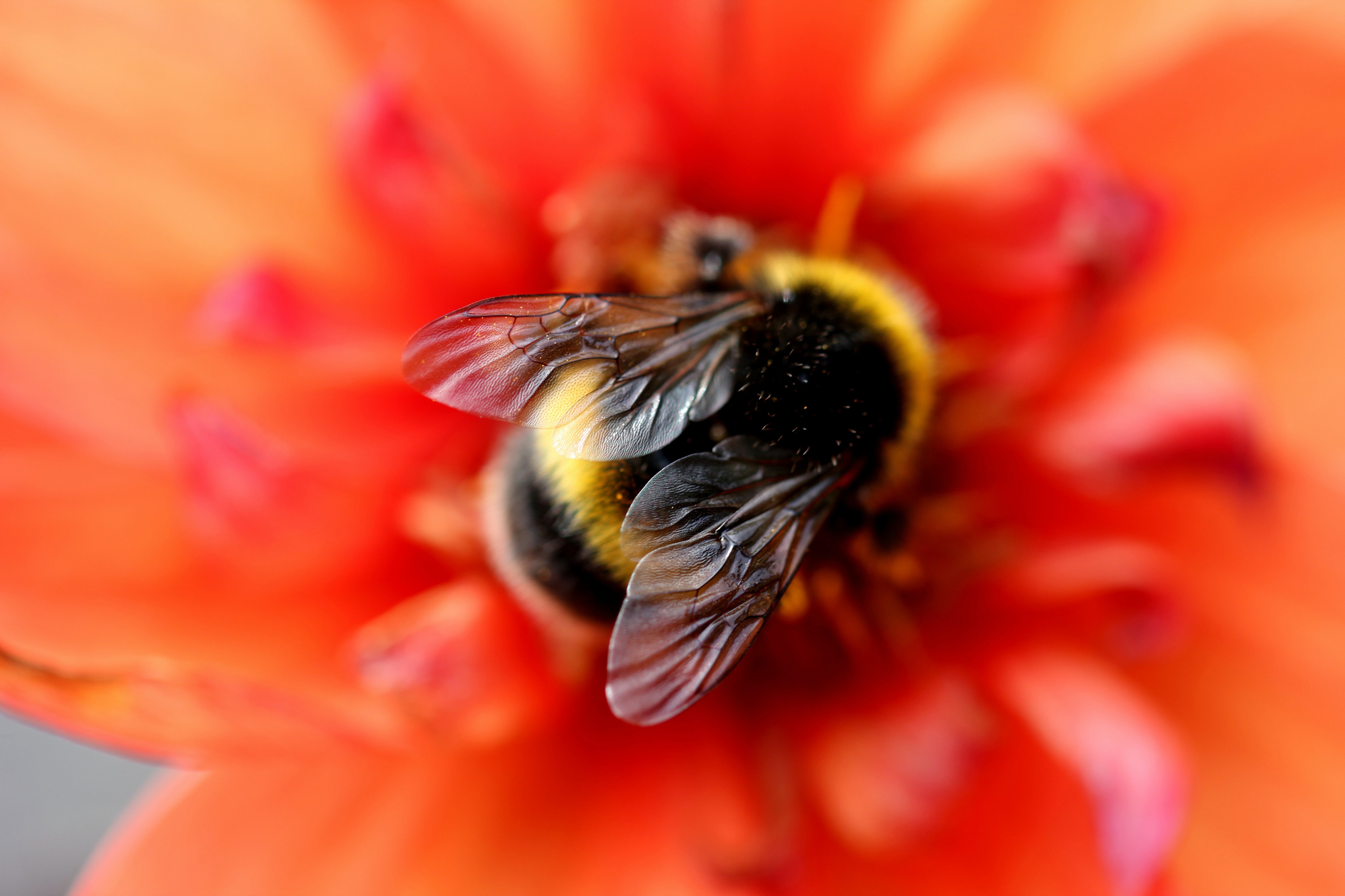 Bumblebee Insect Wallpapers