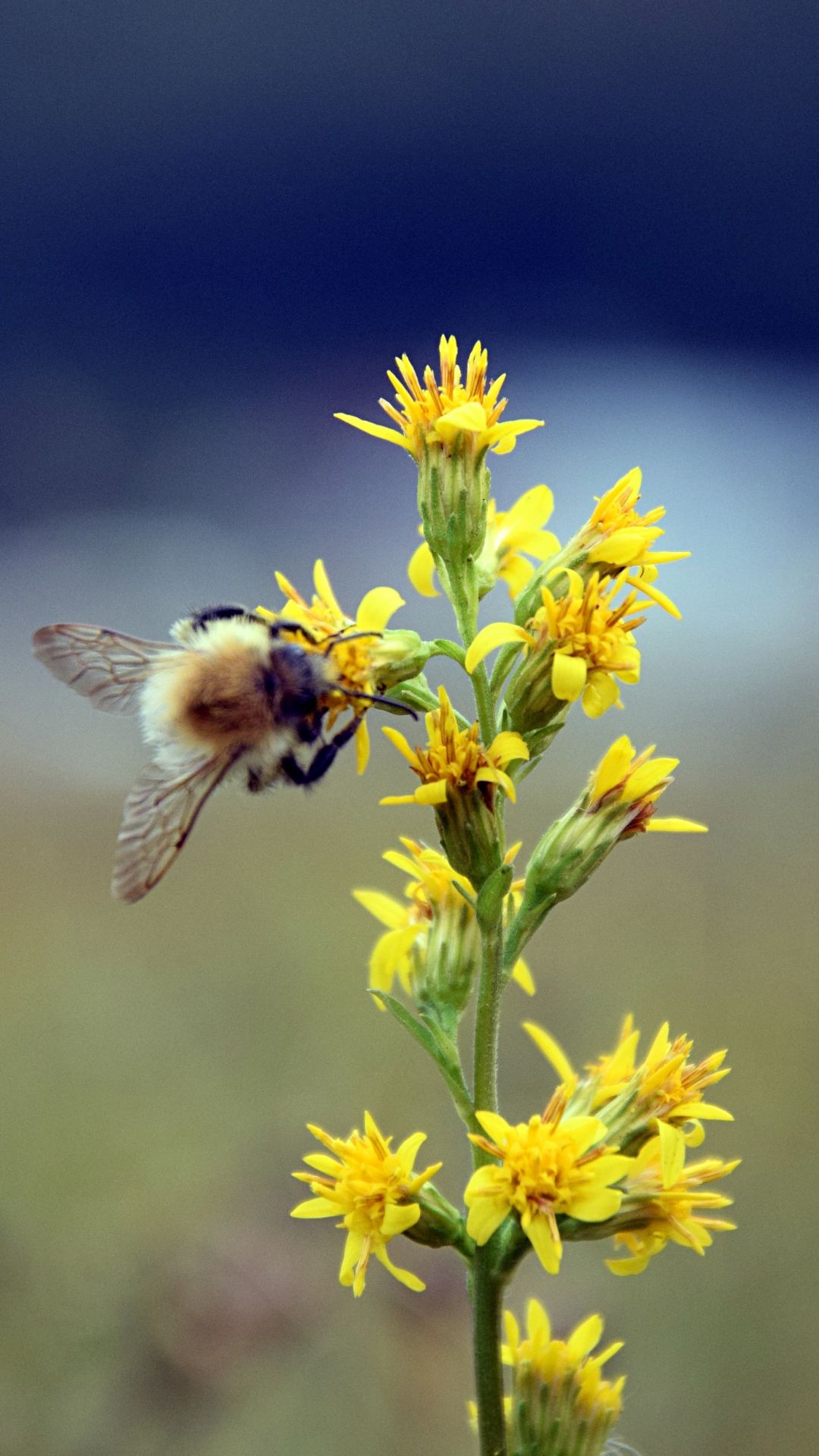 Bumblebee Insect Wallpapers