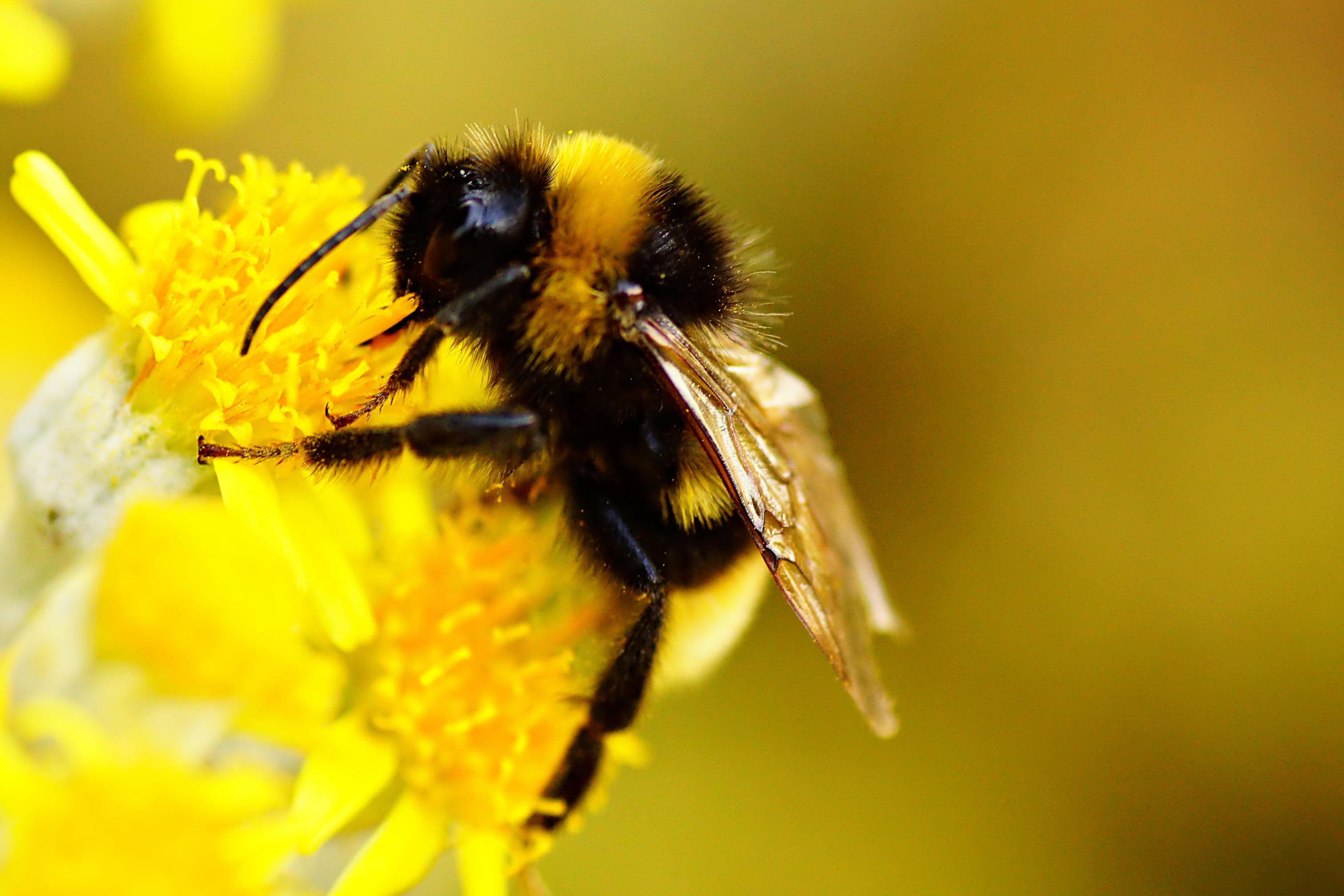 Bumblebee Insect Wallpapers