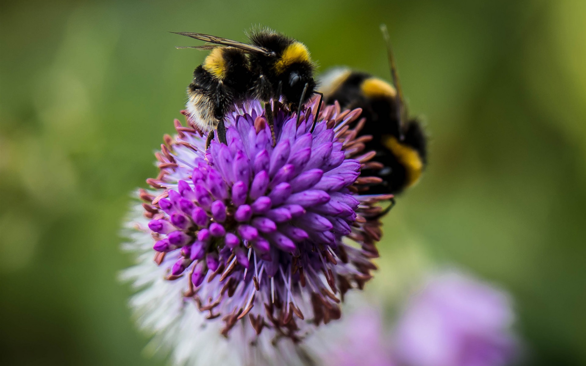 Bumblebee Insect Wallpapers