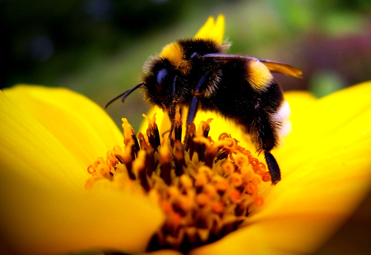 Bumblebee Insect Wallpapers