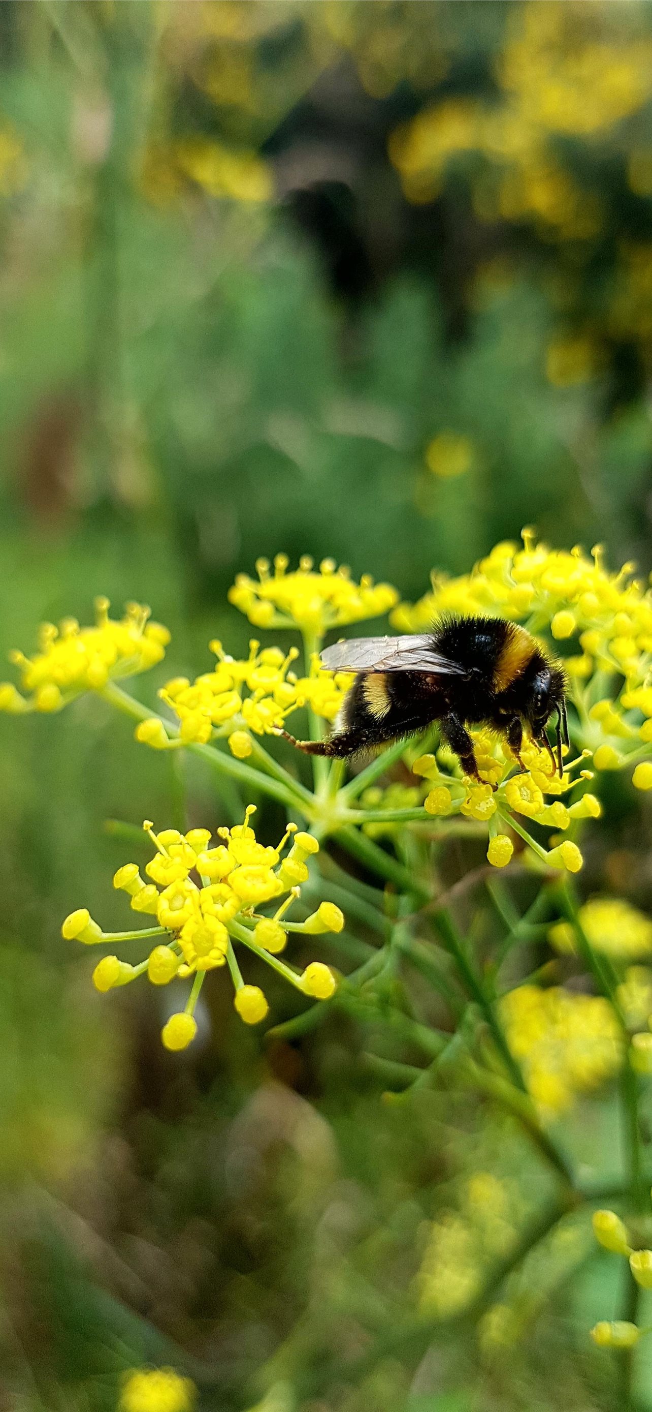 Bumblebee Insect Wallpapers