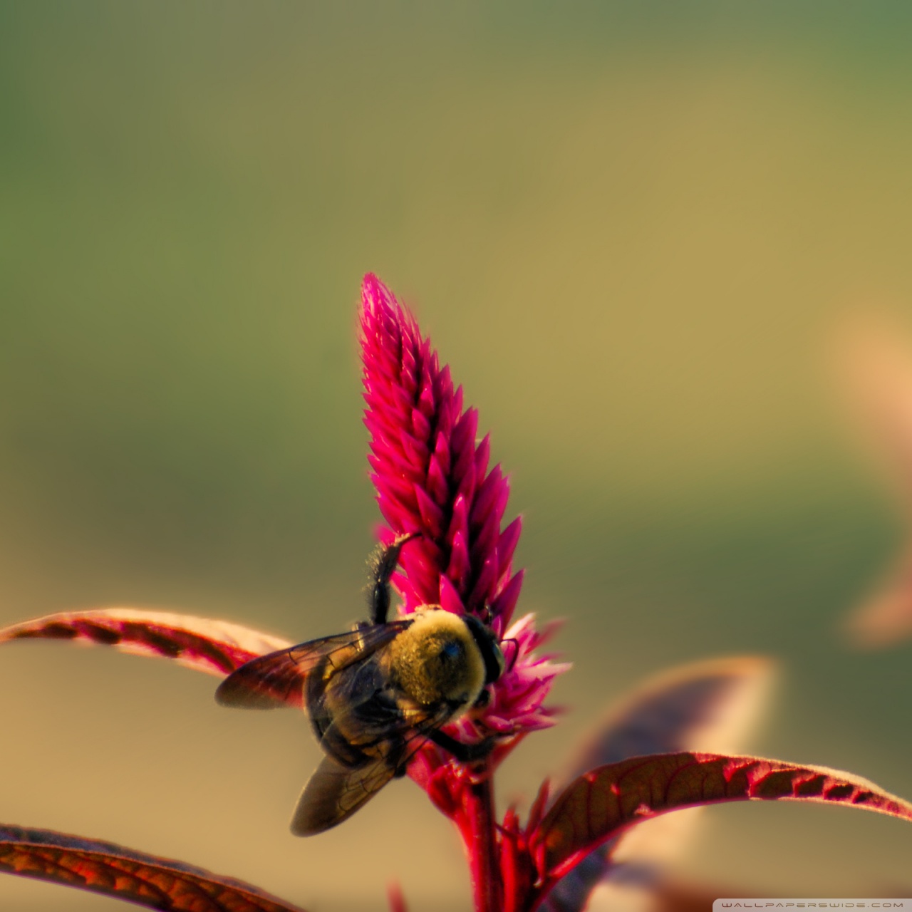 Bumblebee Insect Wallpapers