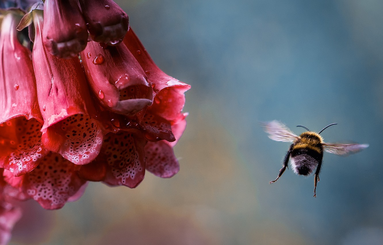 Bumblebee Insect Wallpapers