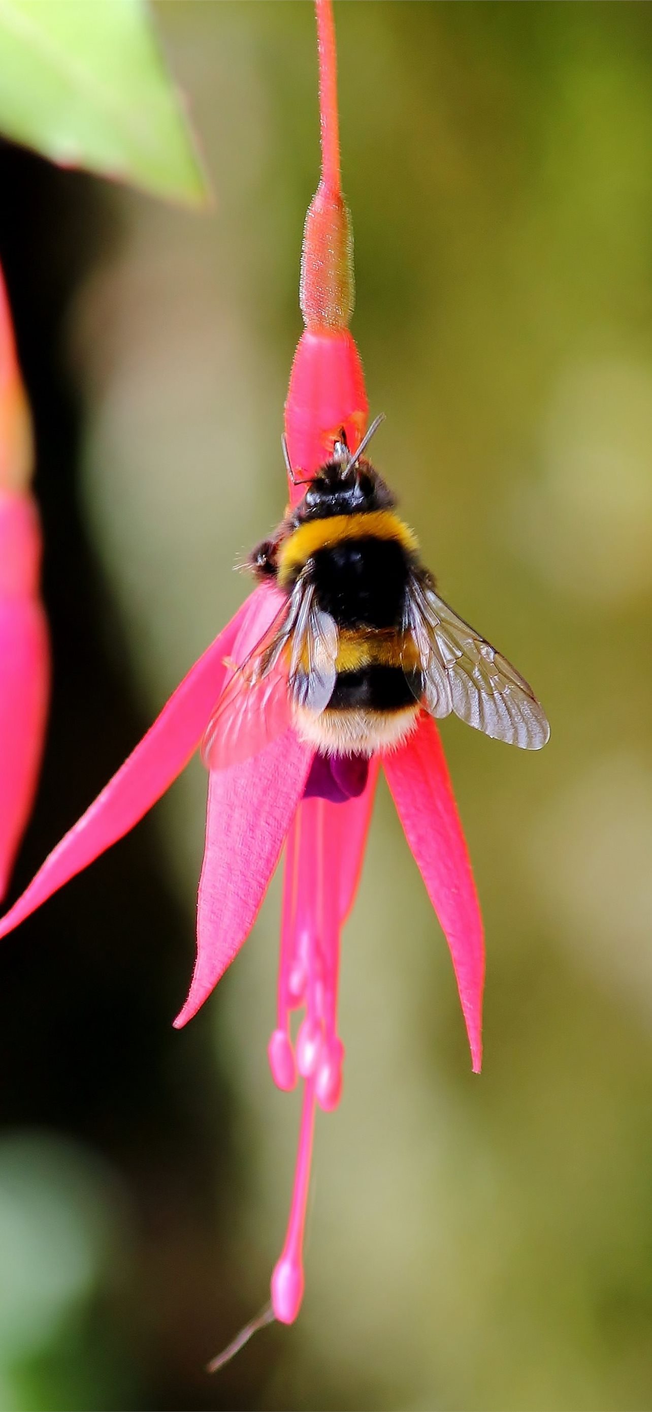 Bumblebee Insect Wallpapers