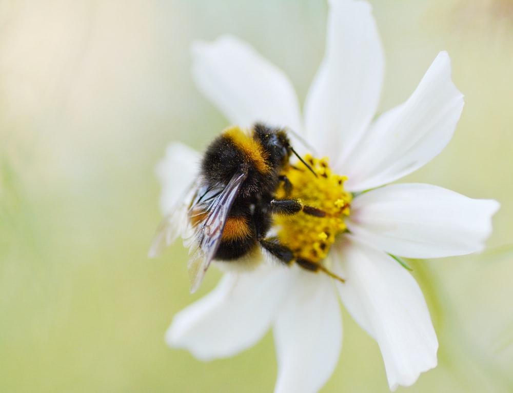 Bumblebee Insect Wallpapers