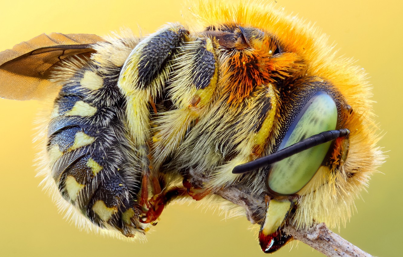 Bumblebee Insect Wallpapers