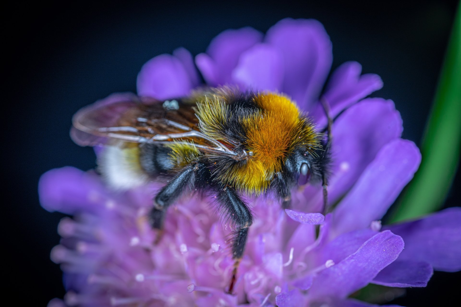 Bumblebee Insect Wallpapers