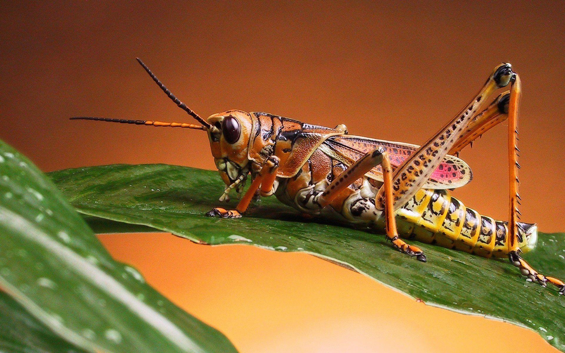 Bush Crickets Wallpapers