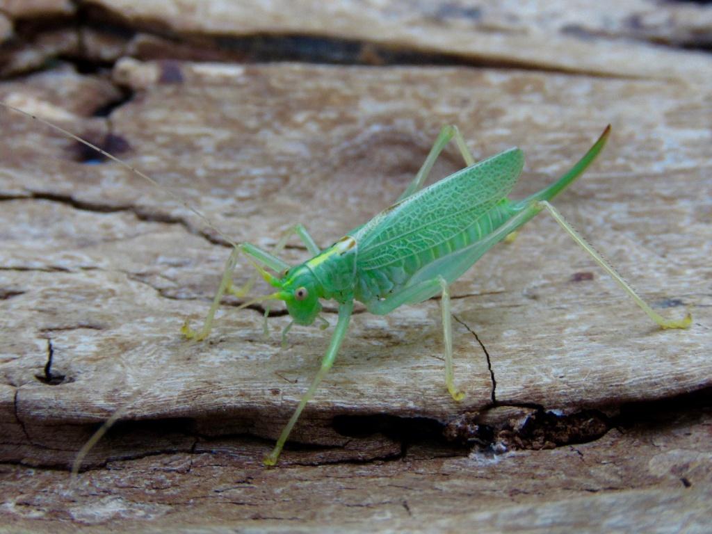 Bush Crickets Wallpapers