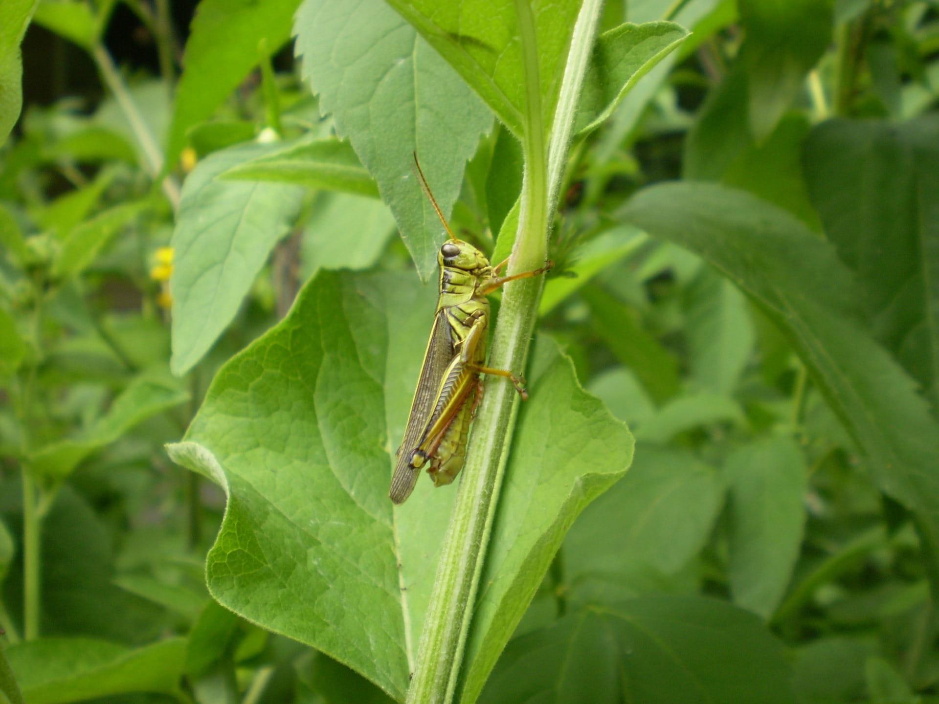 Bush Crickets Wallpapers