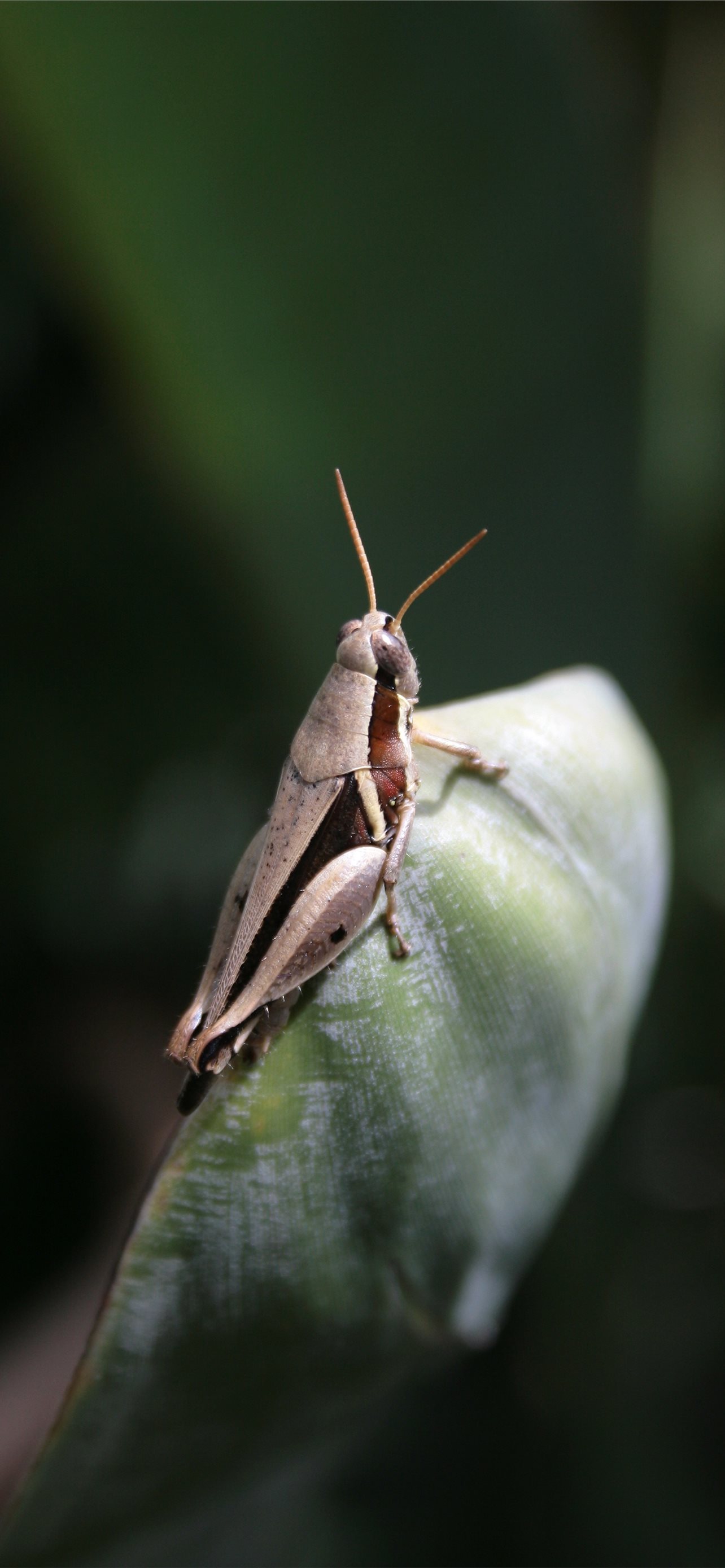 Bush Crickets Wallpapers