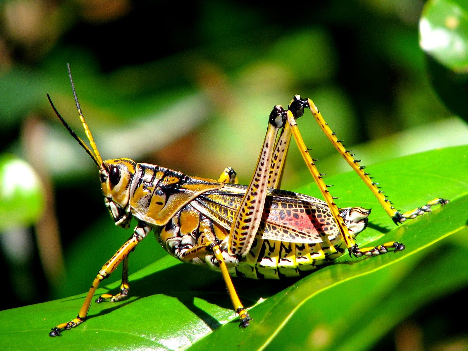 Bush Crickets Wallpapers