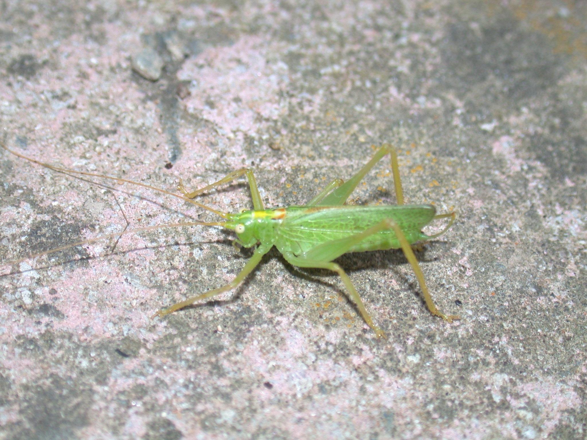 Bush Crickets Wallpapers