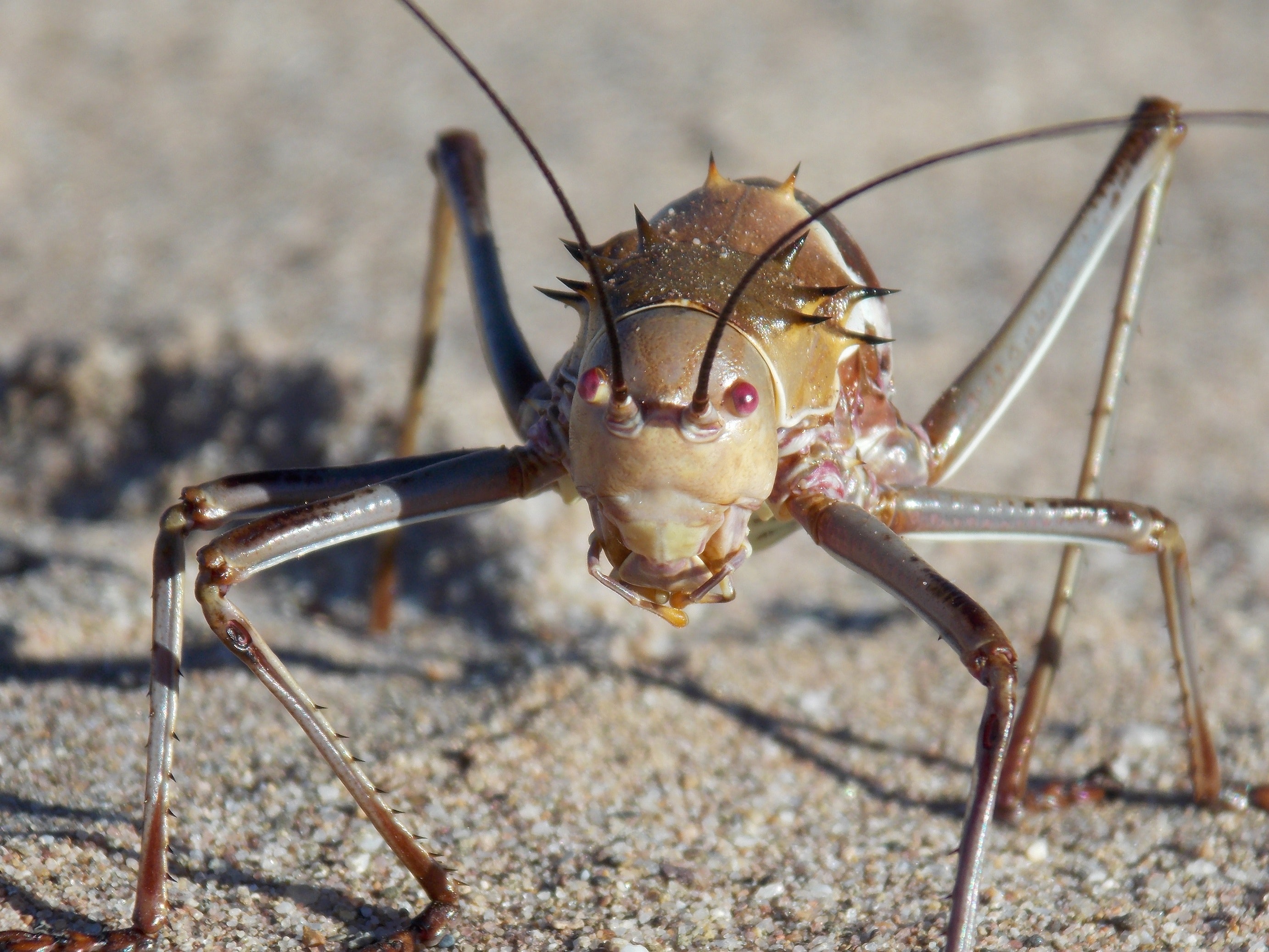 Bush Crickets Wallpapers