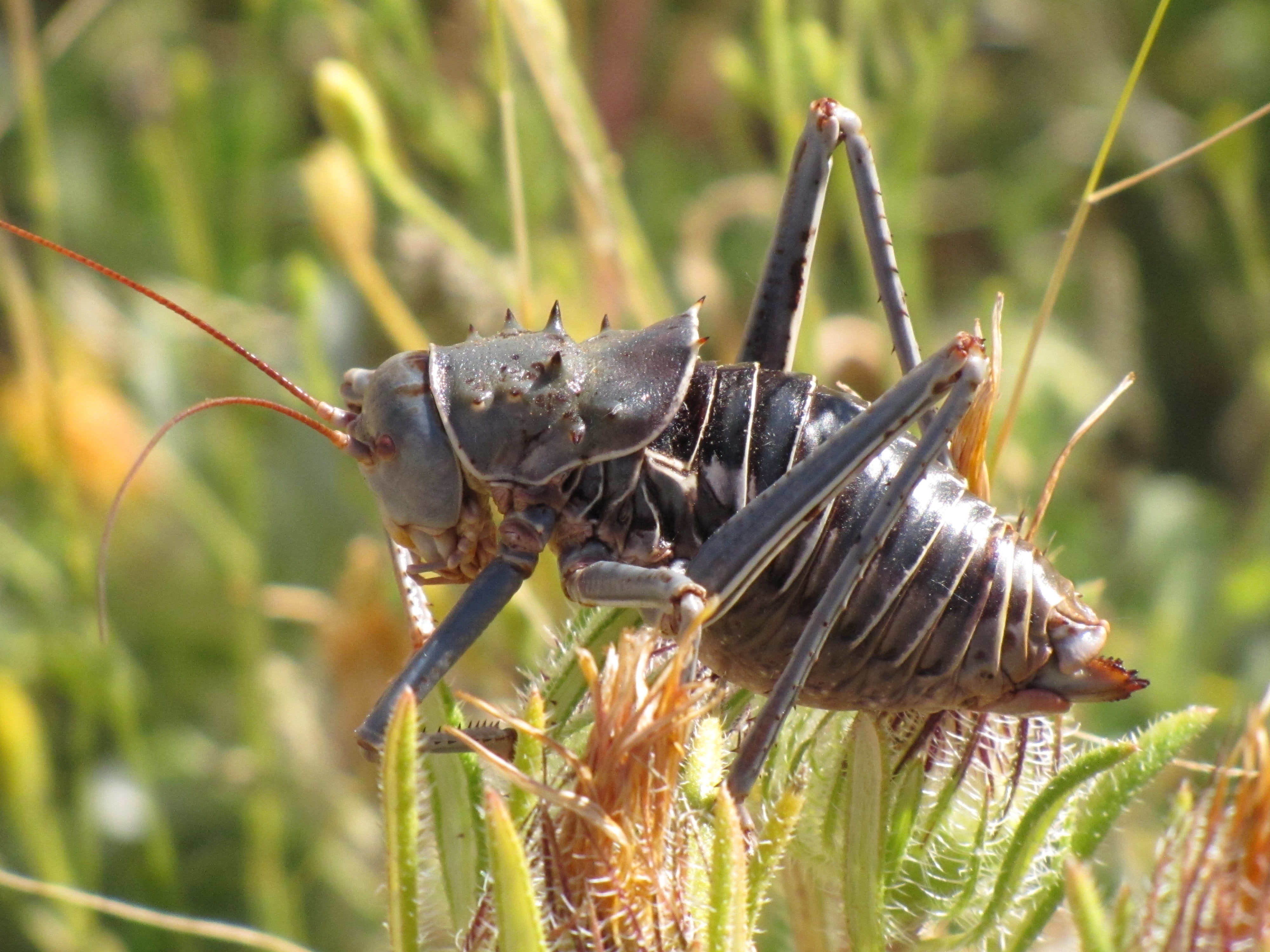 Bush Crickets Wallpapers