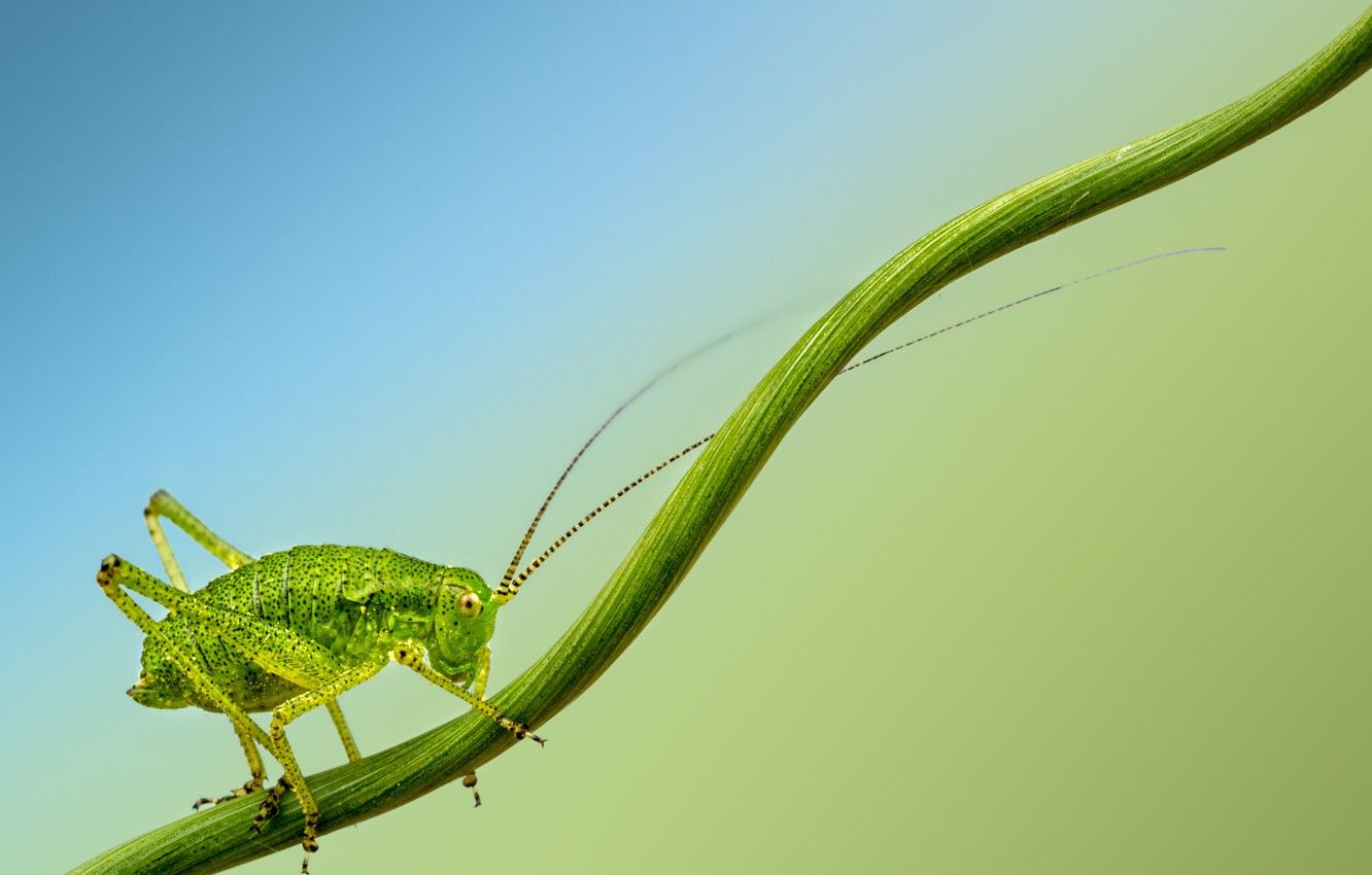 Bush Crickets Wallpapers