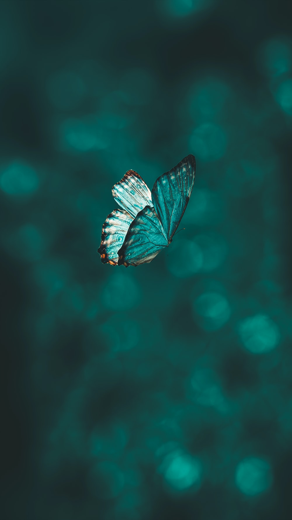 Butterflies Wallpapers