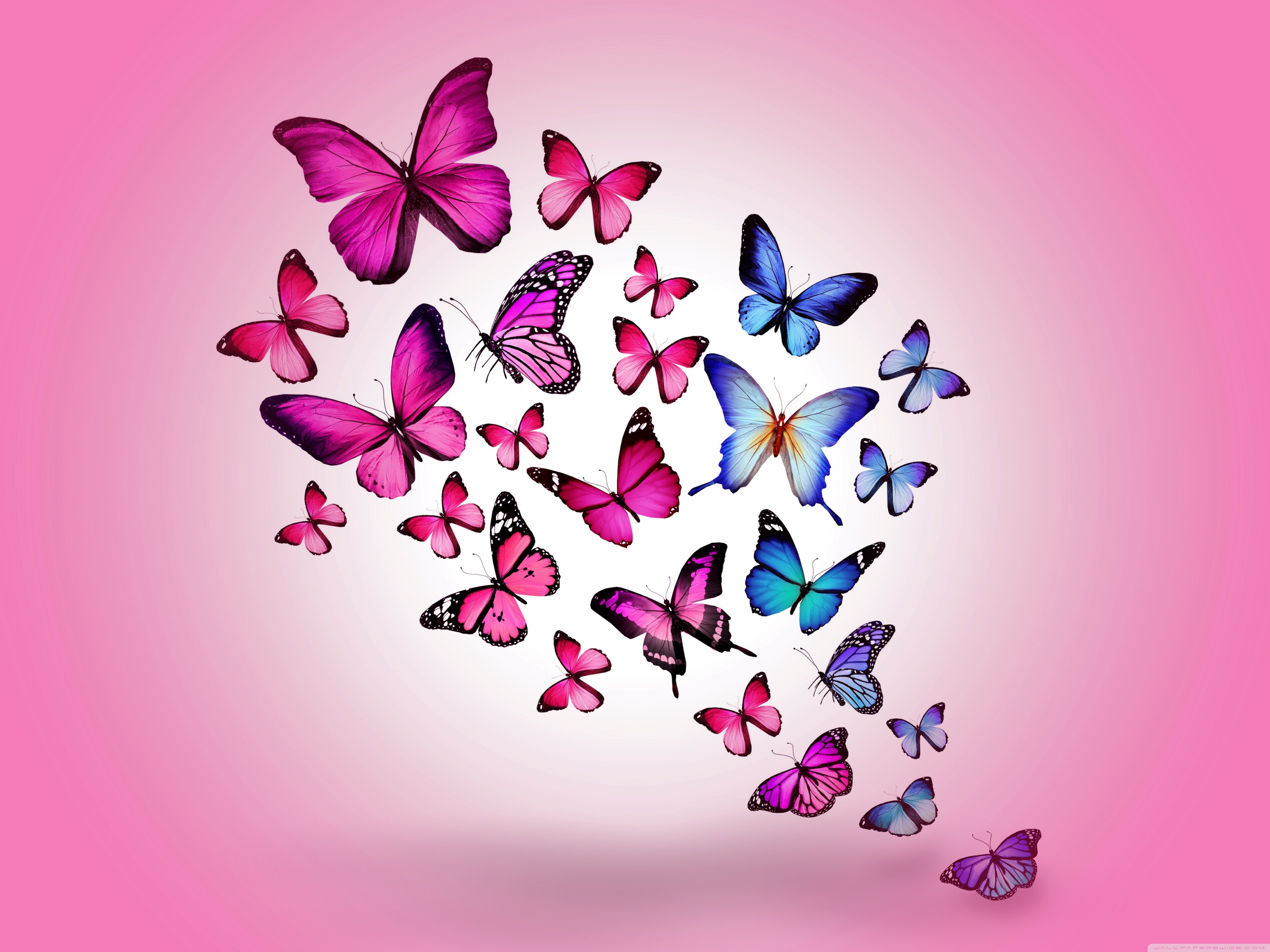 Butterflies Wallpapers