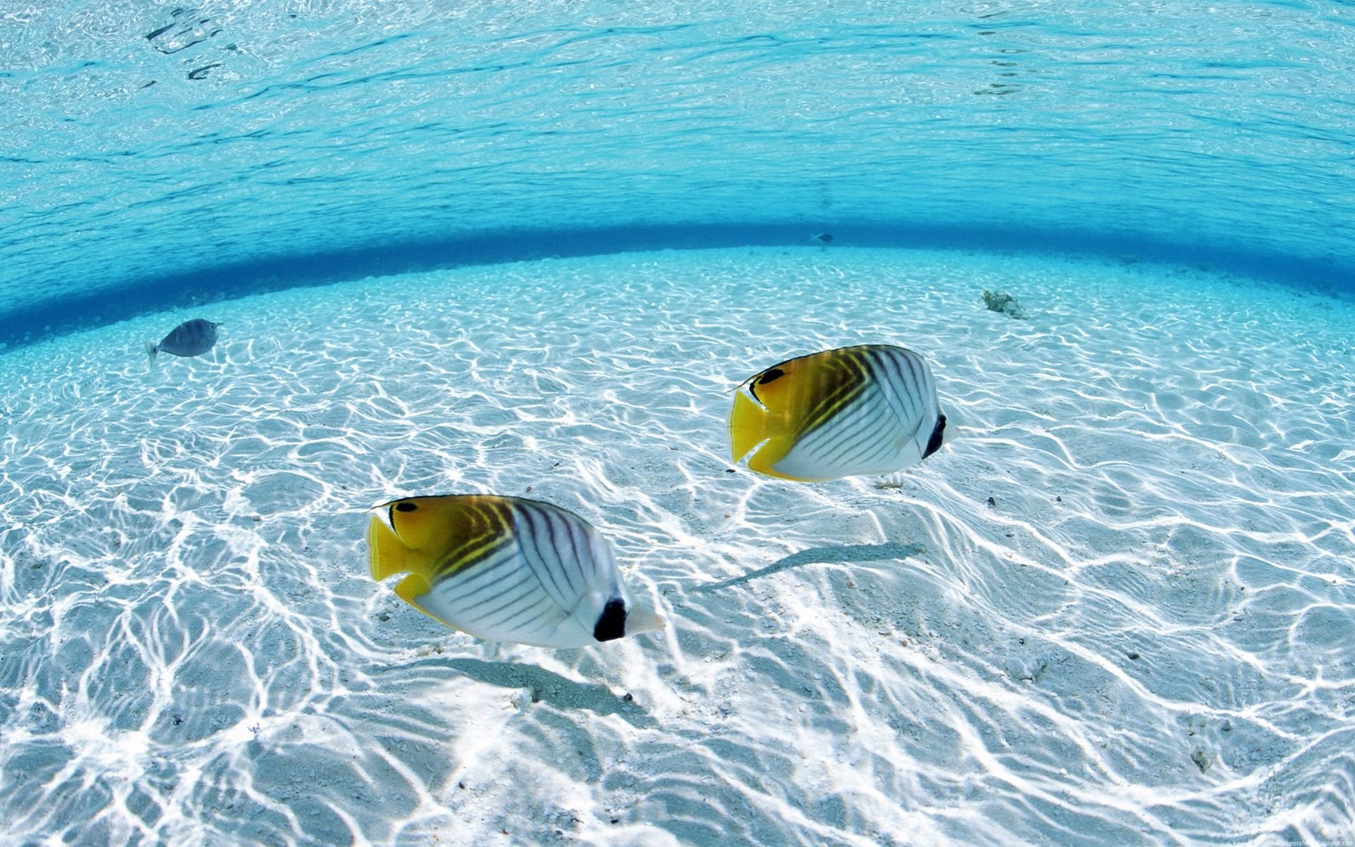 Butterflyfish Wallpapers