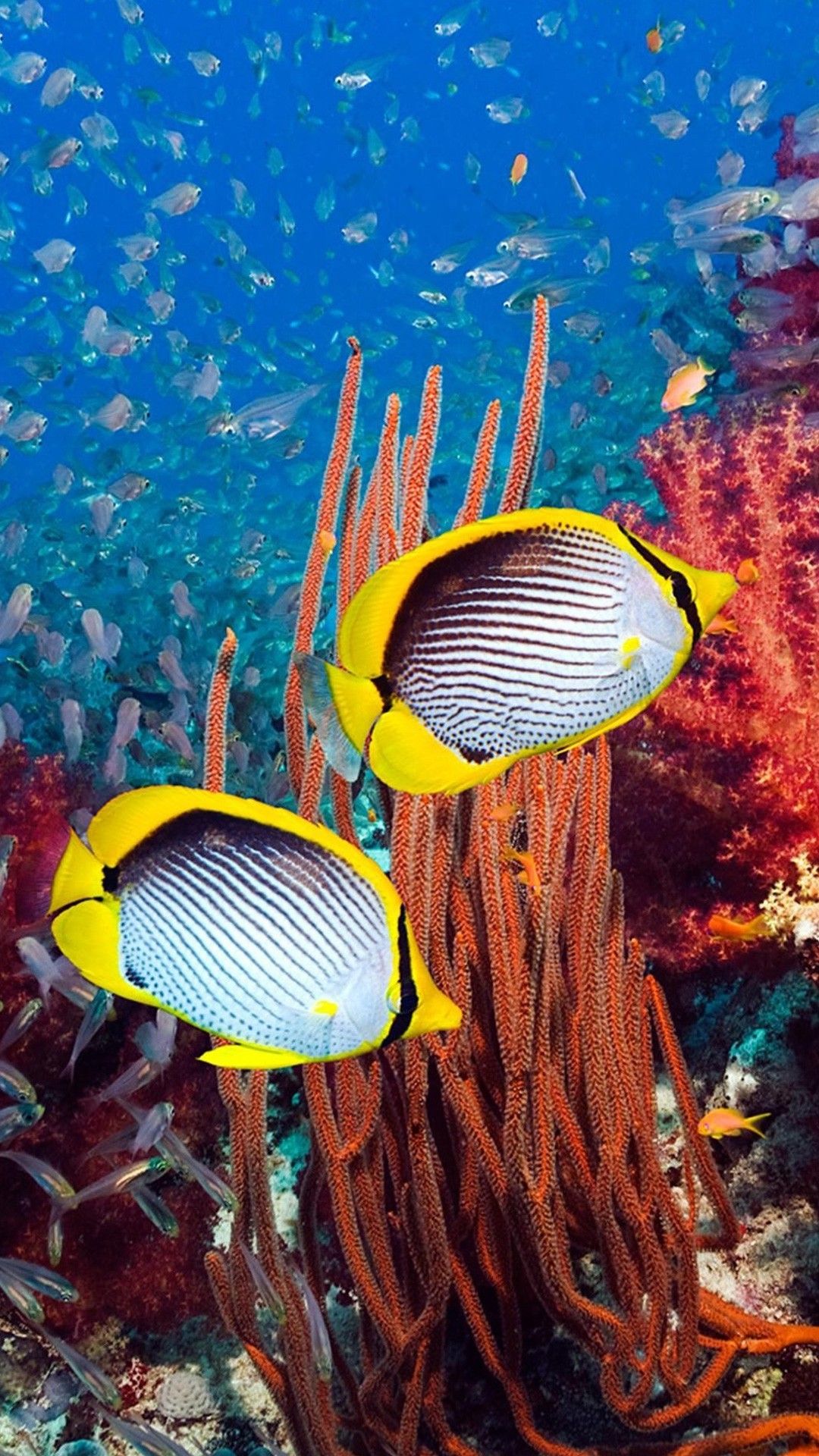 Butterflyfish Wallpapers