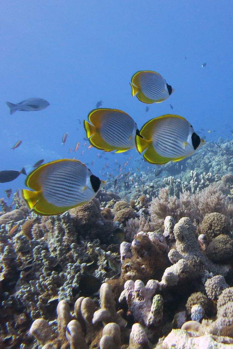 Butterflyfish Wallpapers