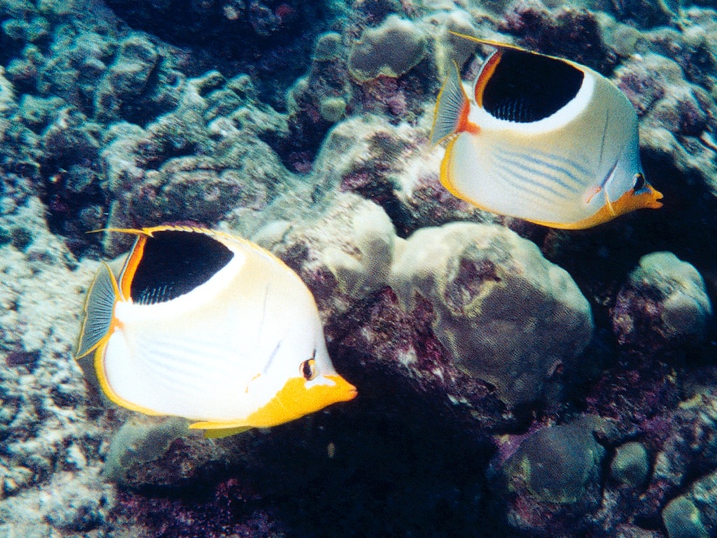 Butterflyfish Wallpapers