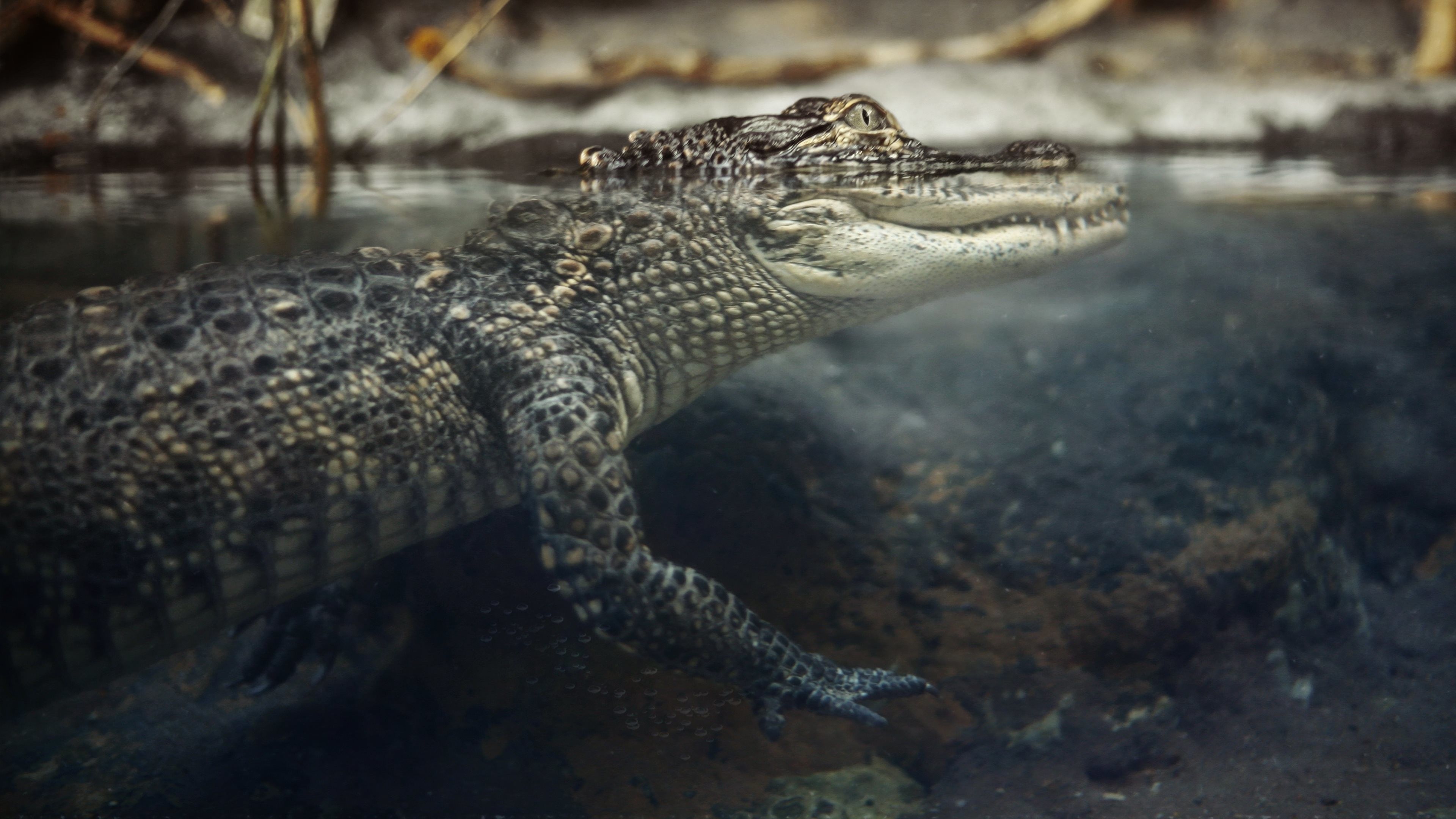 Caiman Wallpapers