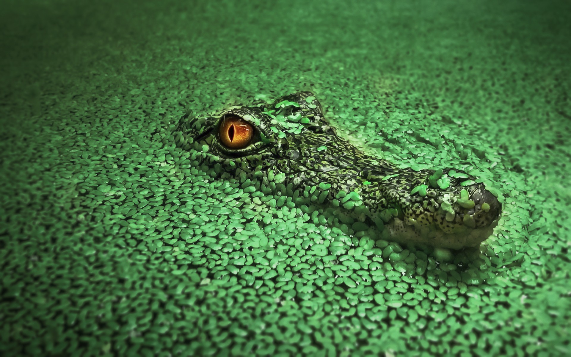 Caiman Wallpapers