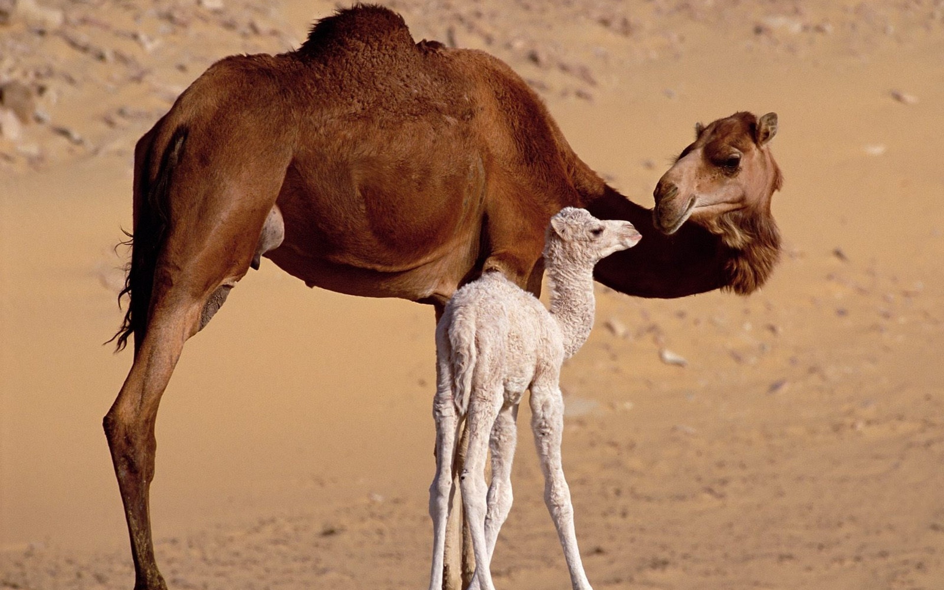 Camel Wallpapers