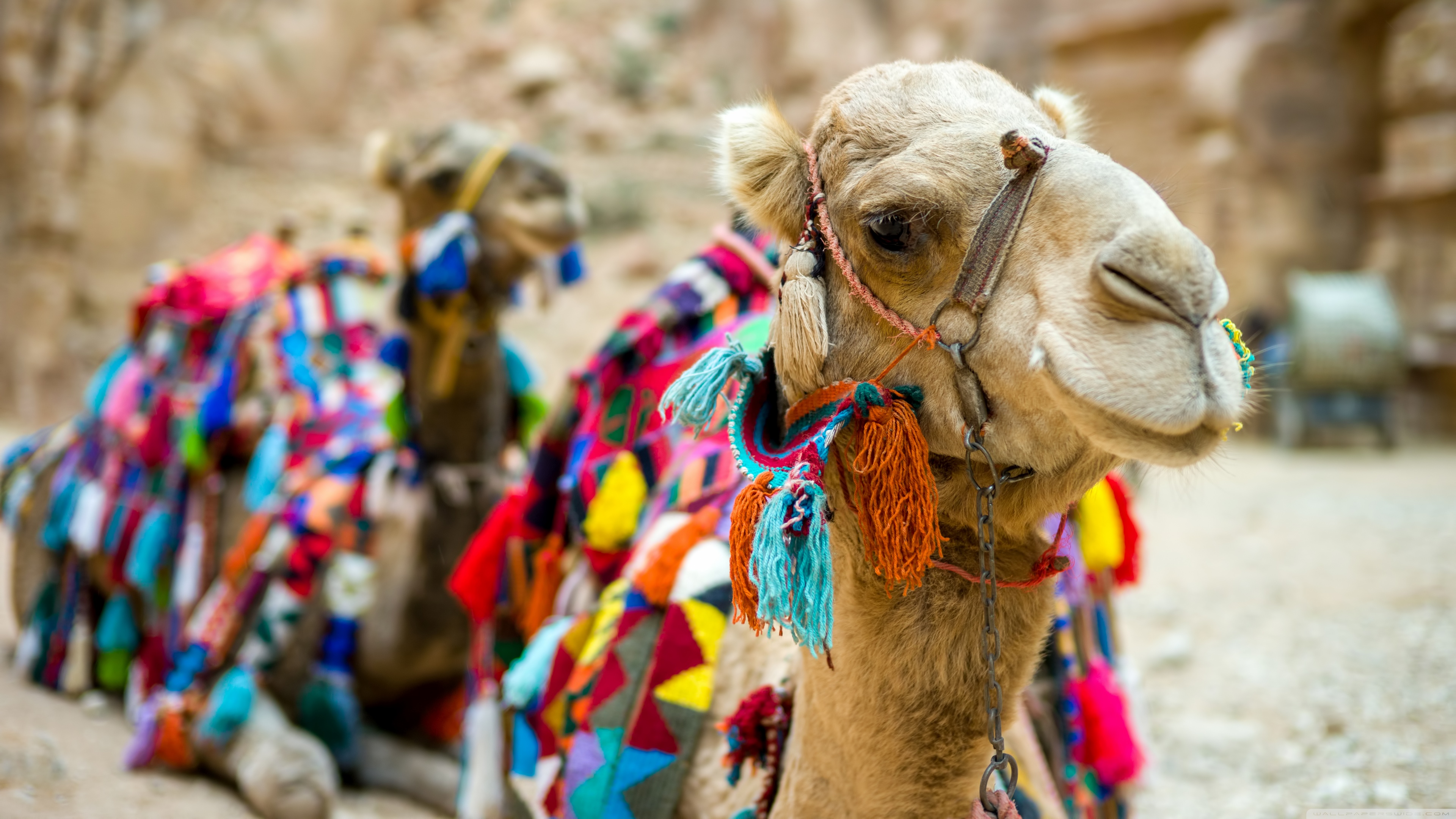 Camel Wallpapers