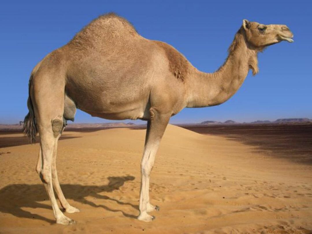 Camel Wallpapers