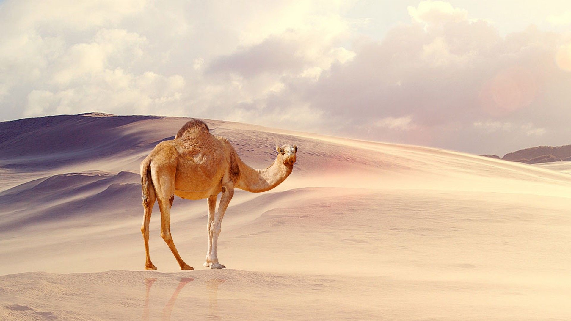 Camels Wallpapers