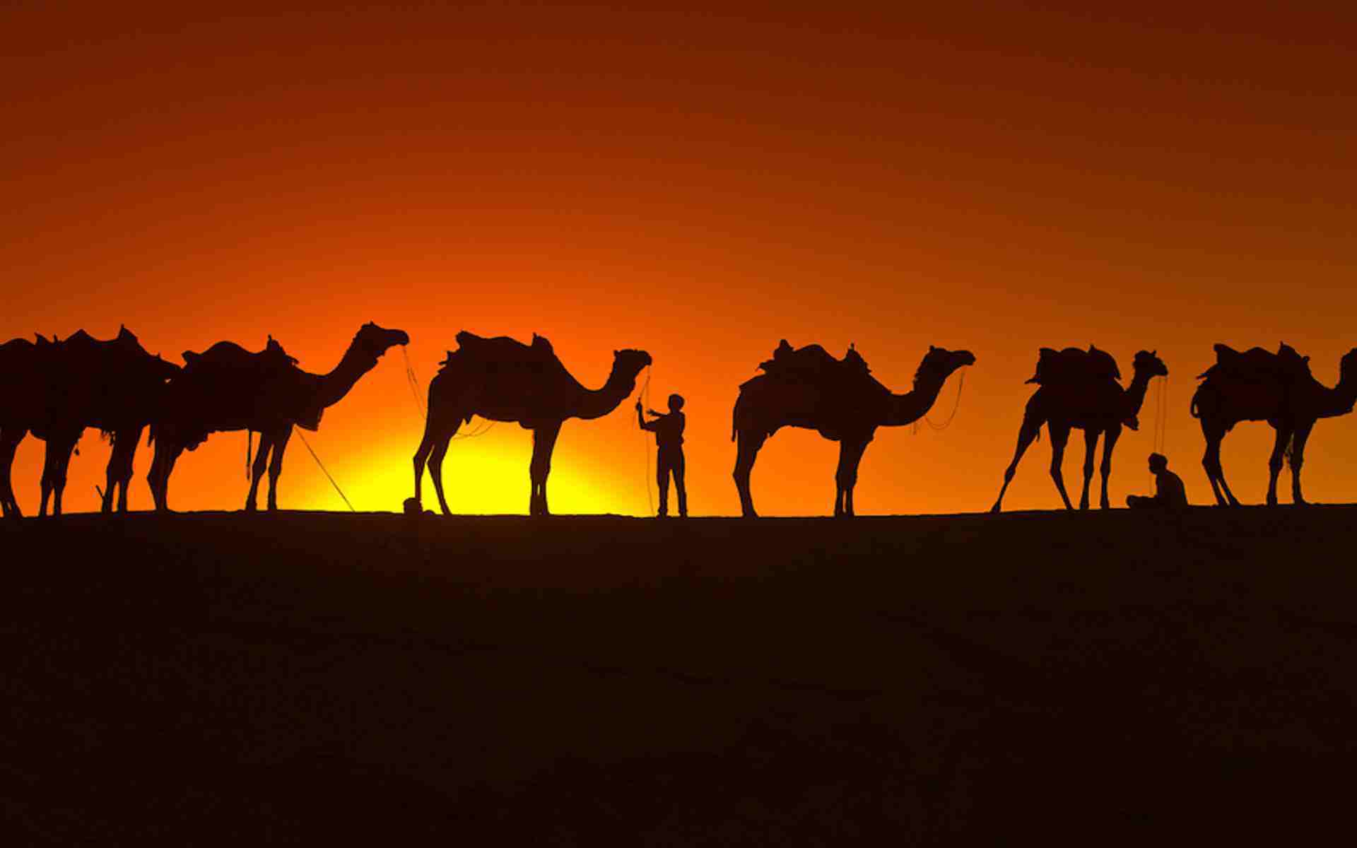 Camels Wallpapers