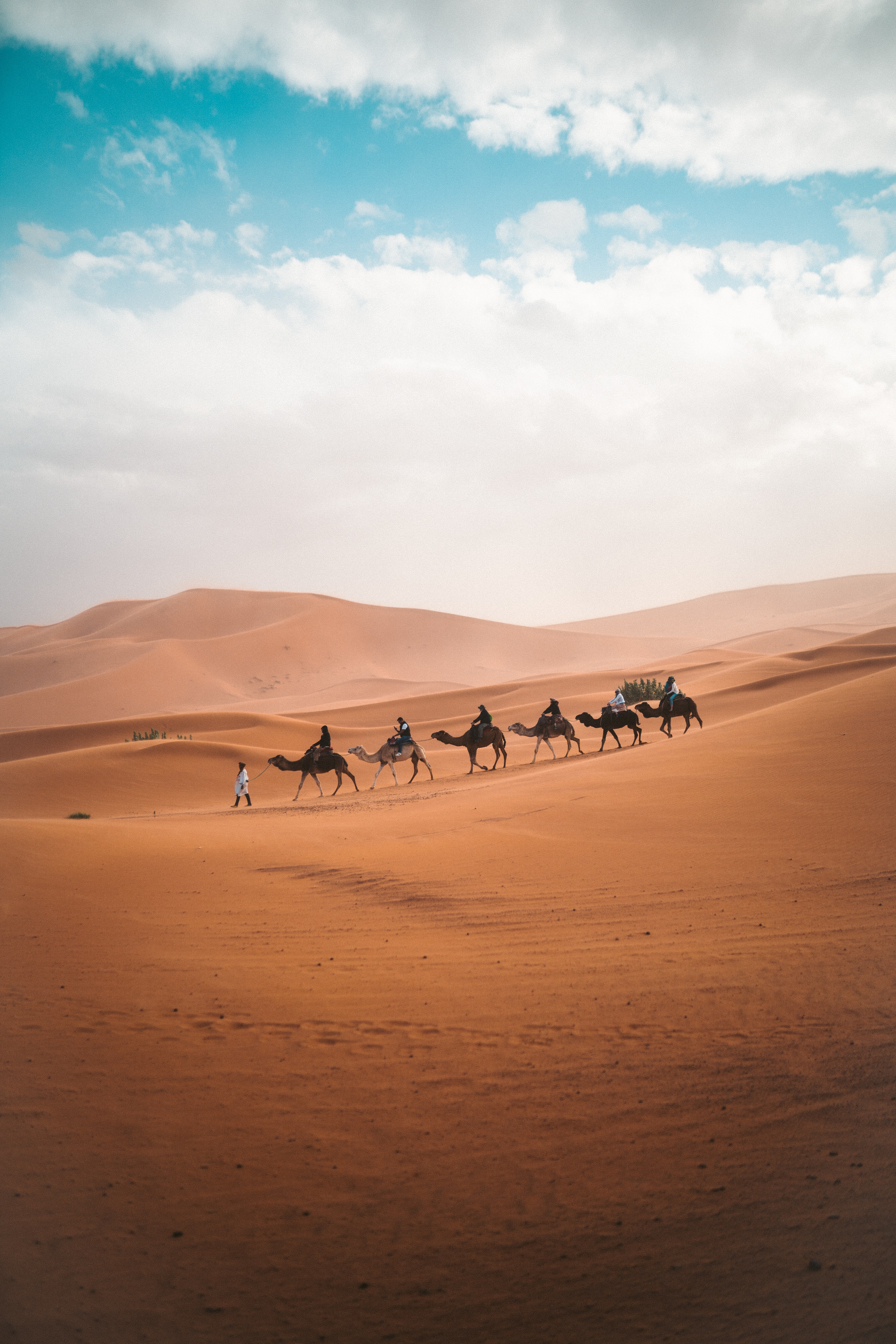 Camels Wallpapers