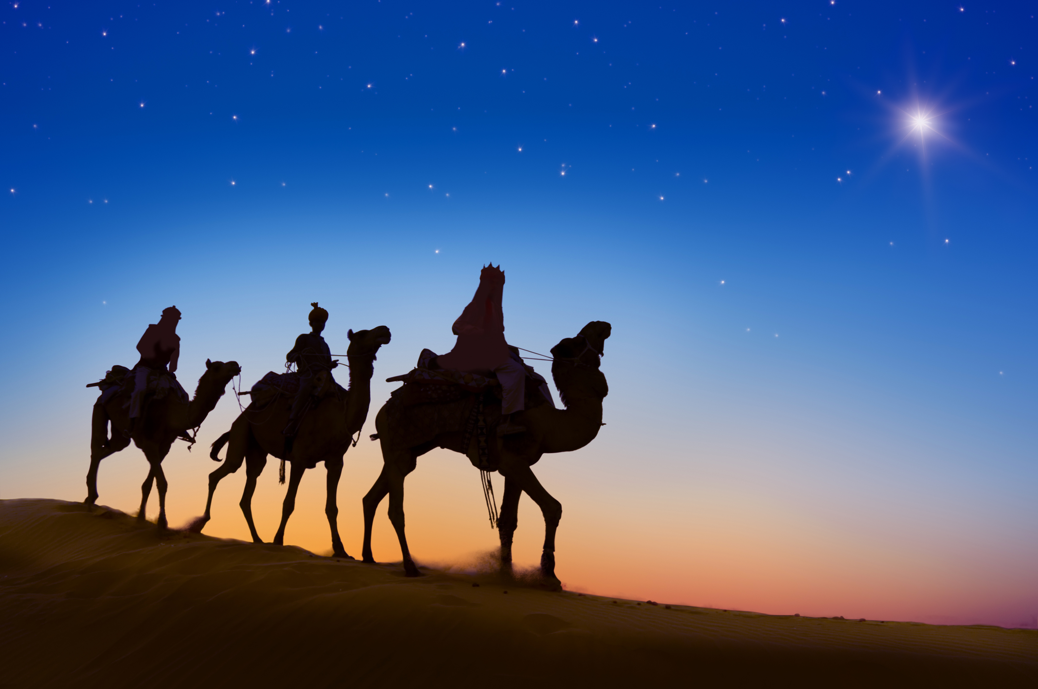 Camels Wallpapers