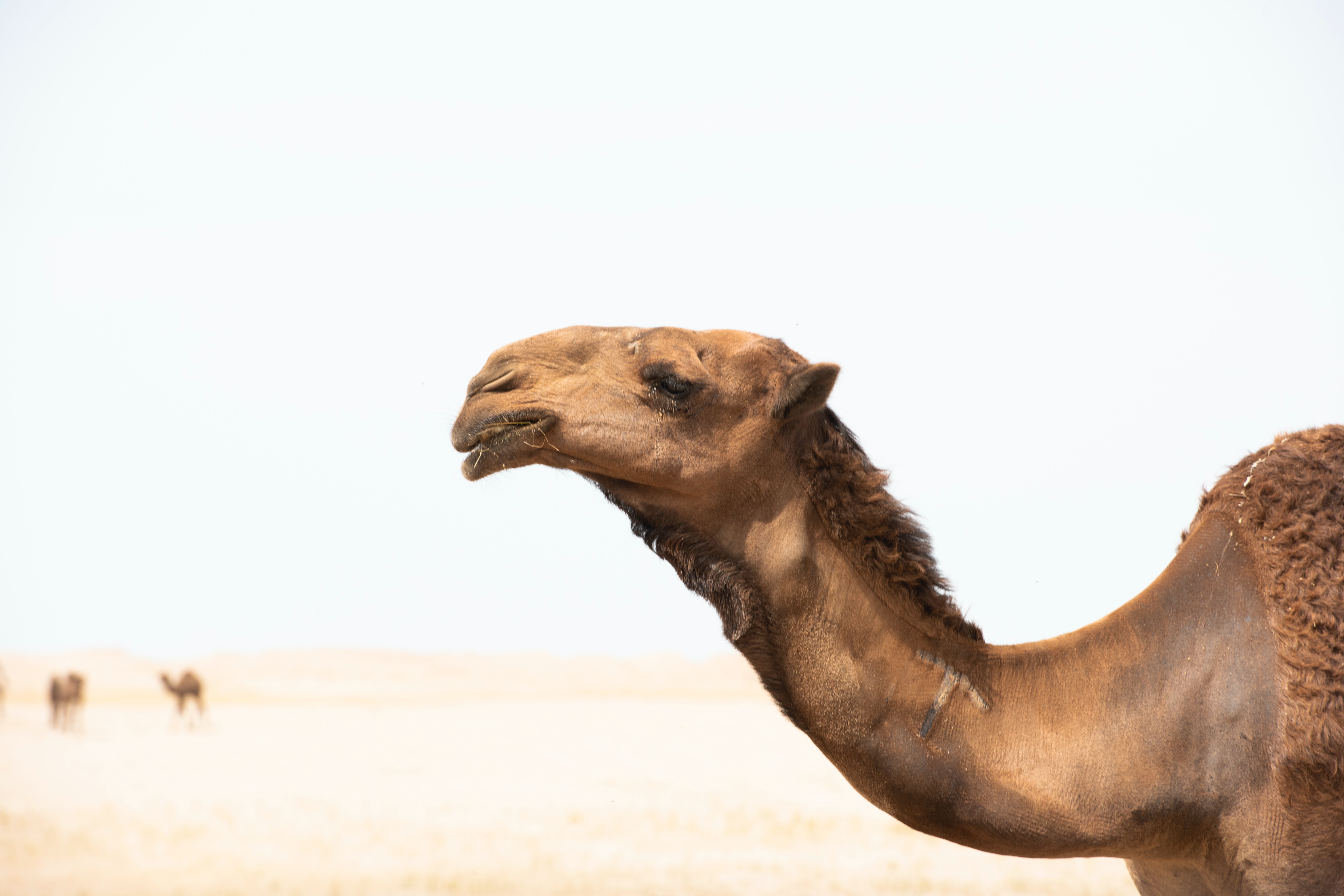 Camels Wallpapers