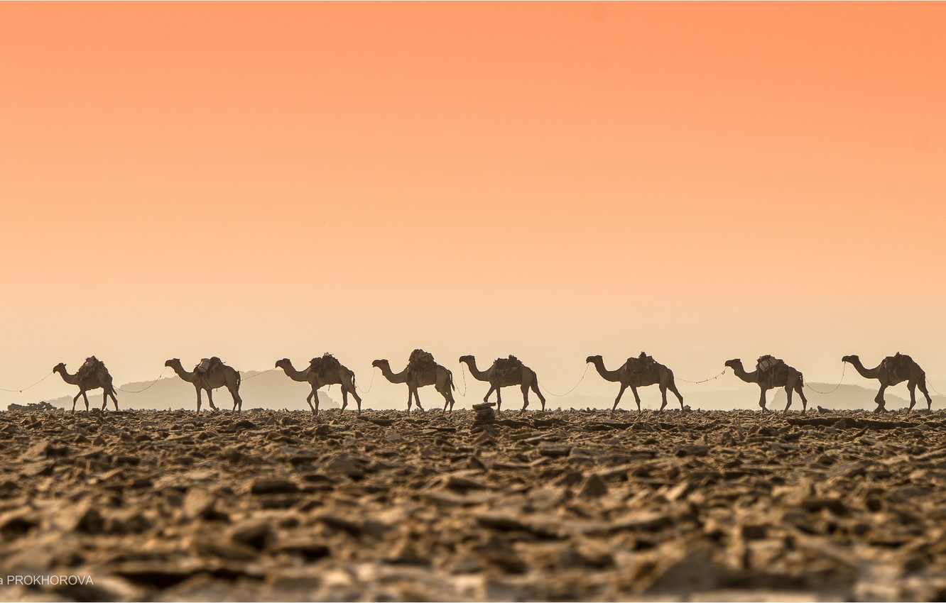 Camels Wallpapers