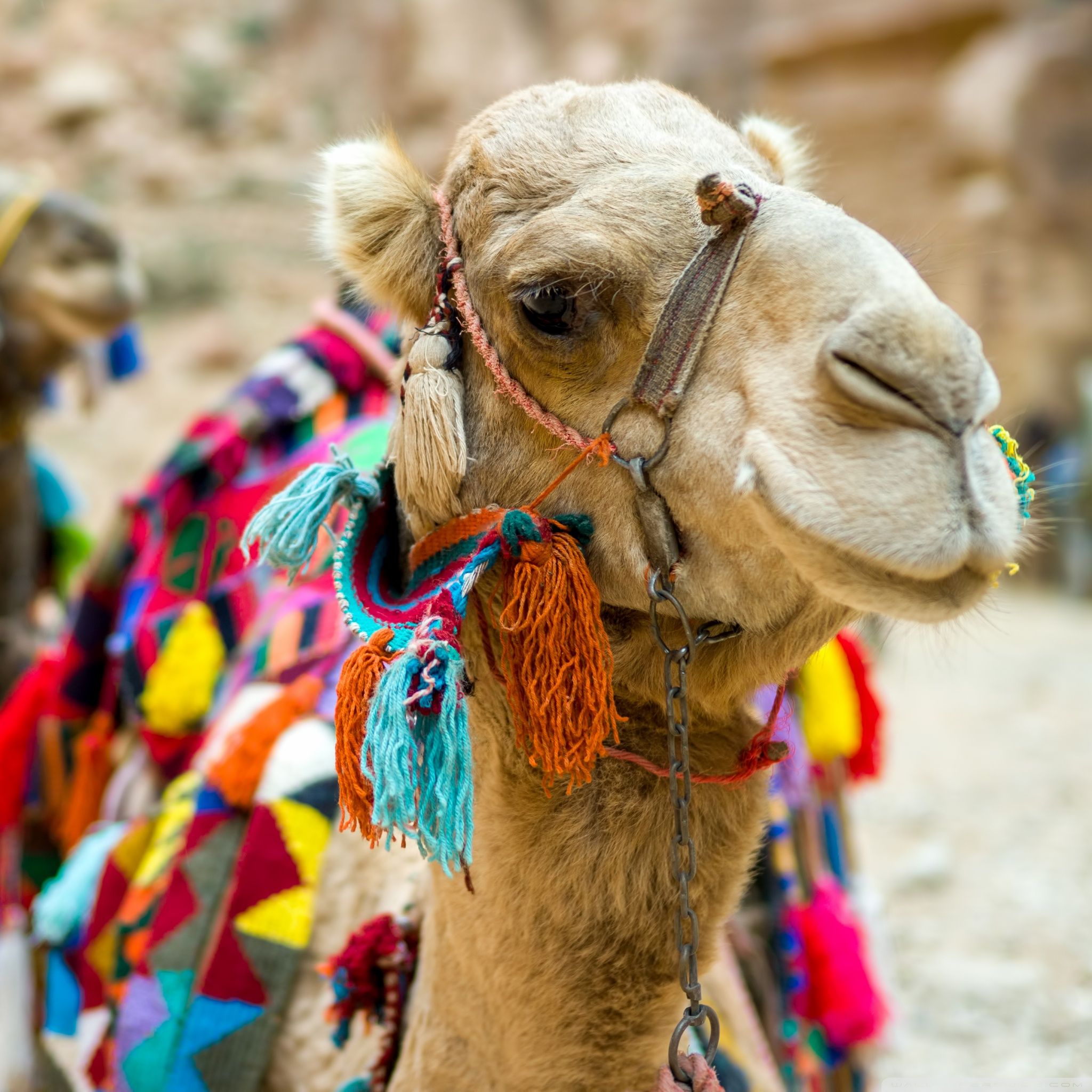 Camels Wallpapers