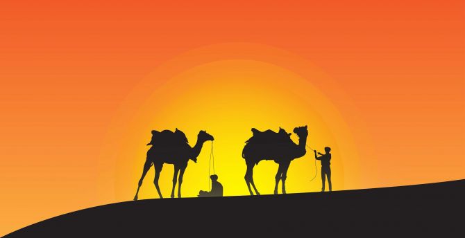 Camels Wallpapers