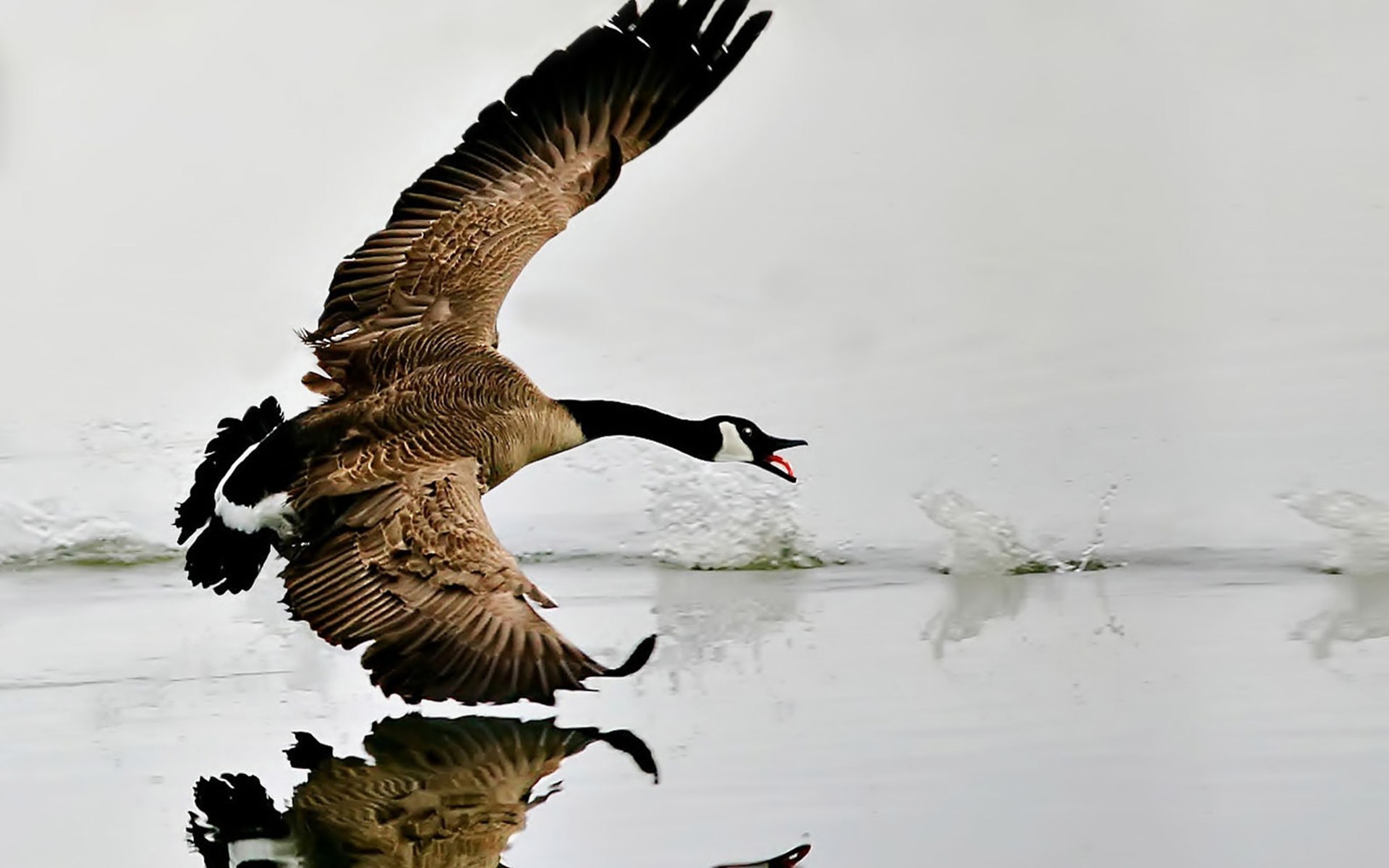 Canada Goose Wallpapers