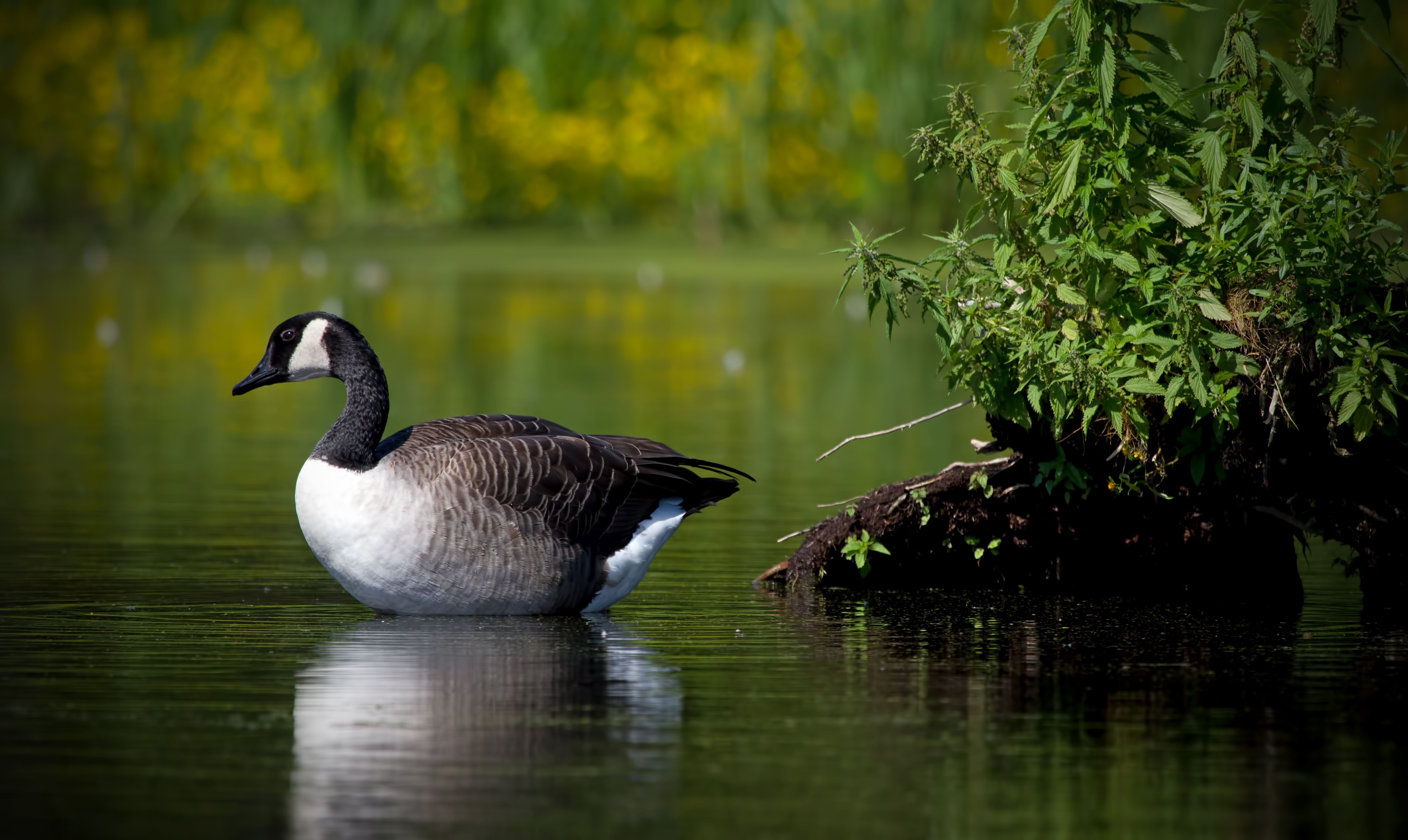 Canada Goose Wallpapers