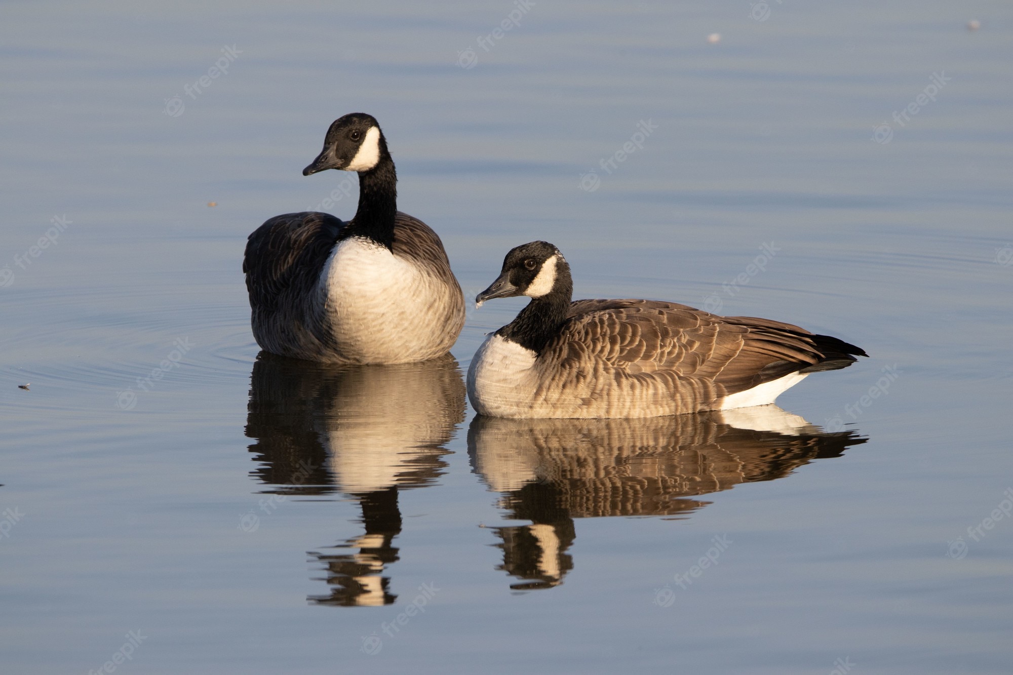 Canada Goose Wallpapers